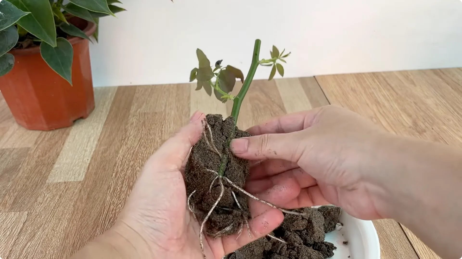 How Did This Rose Branch Root and Sprout So Fast? screenshot 6