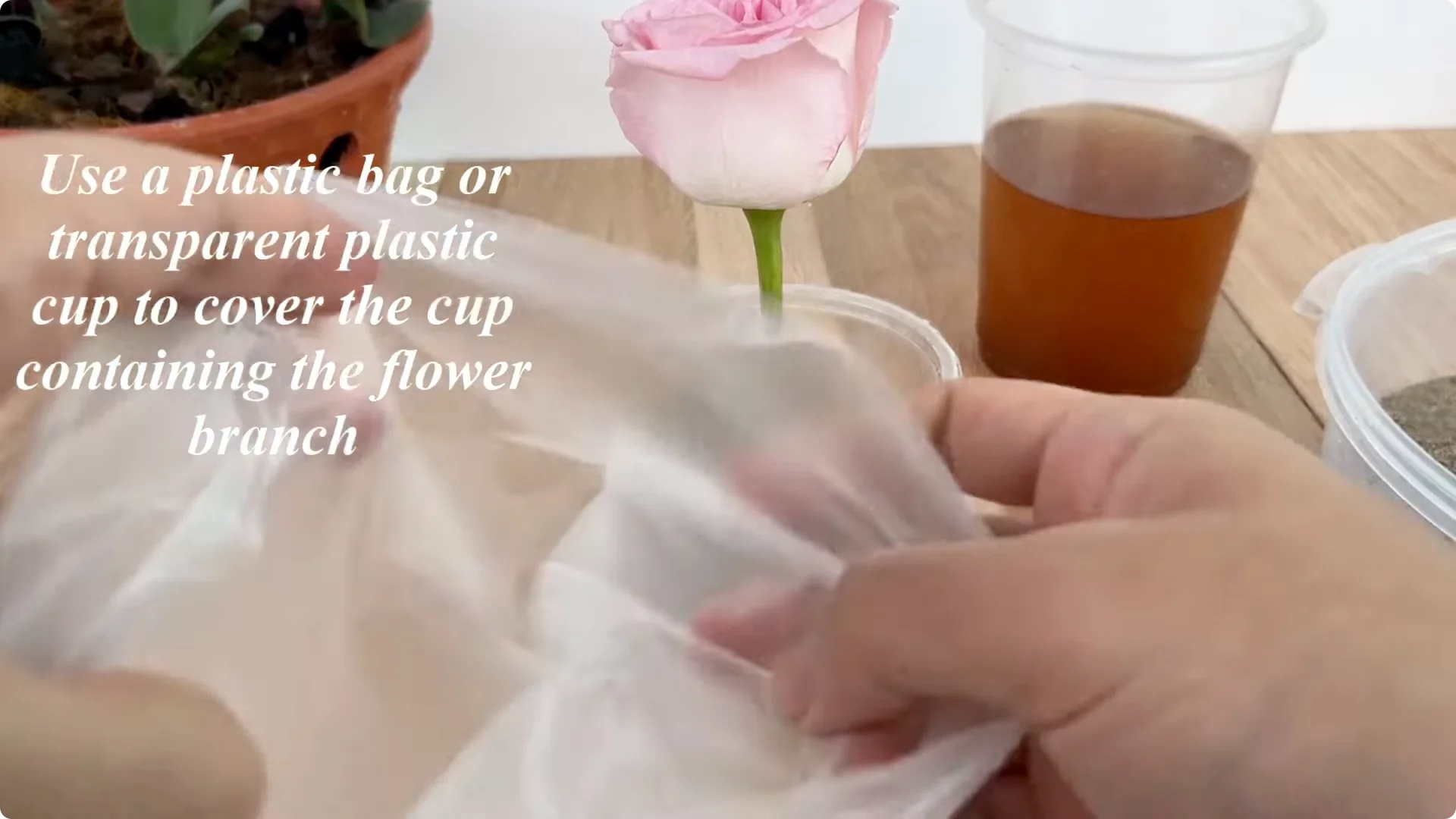 How Did This Rose Branch Root and Sprout So Fast? screenshot 7