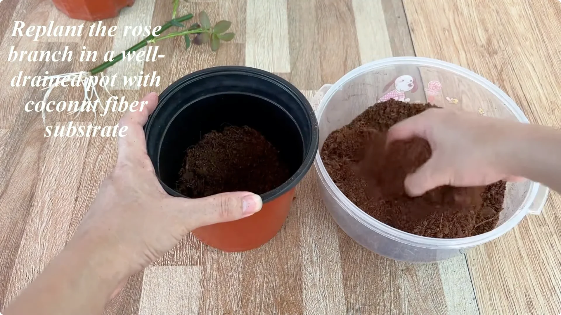 How Did This Rose Branch Root and Sprout So Fast? screenshot 7