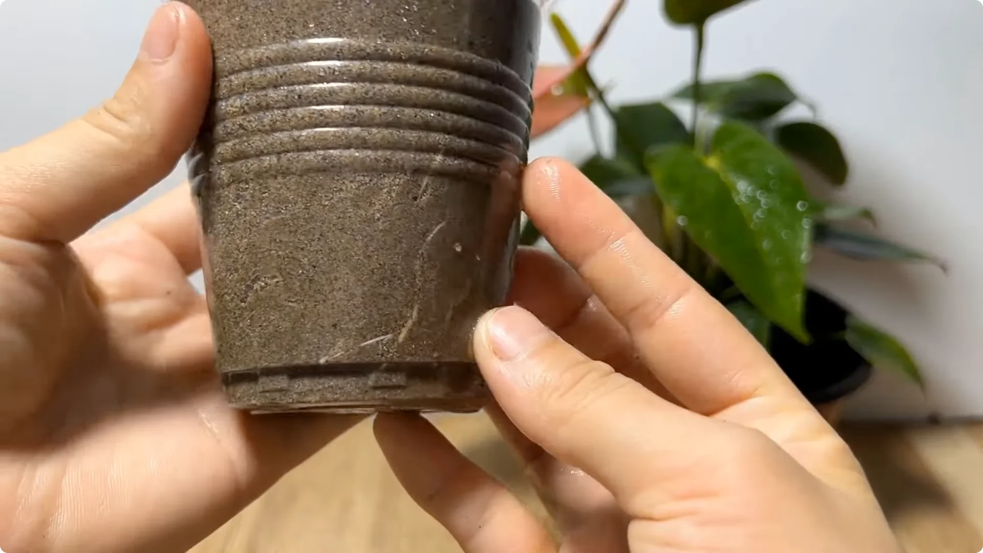 How Did This Rose Branch Root and Sprout So Fast? screenshot 8