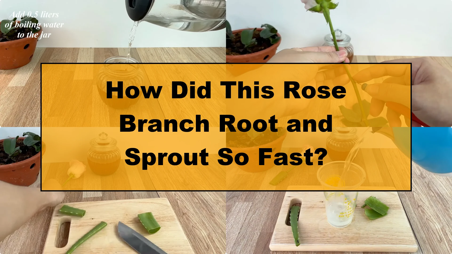 How Did This Rose Branch Root and Sprout So Fast? - Featured Image