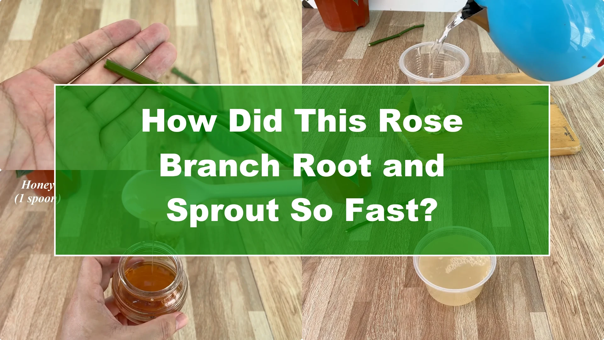 How Did This Rose Branch Root and Sprout So Fast? - Featured Image