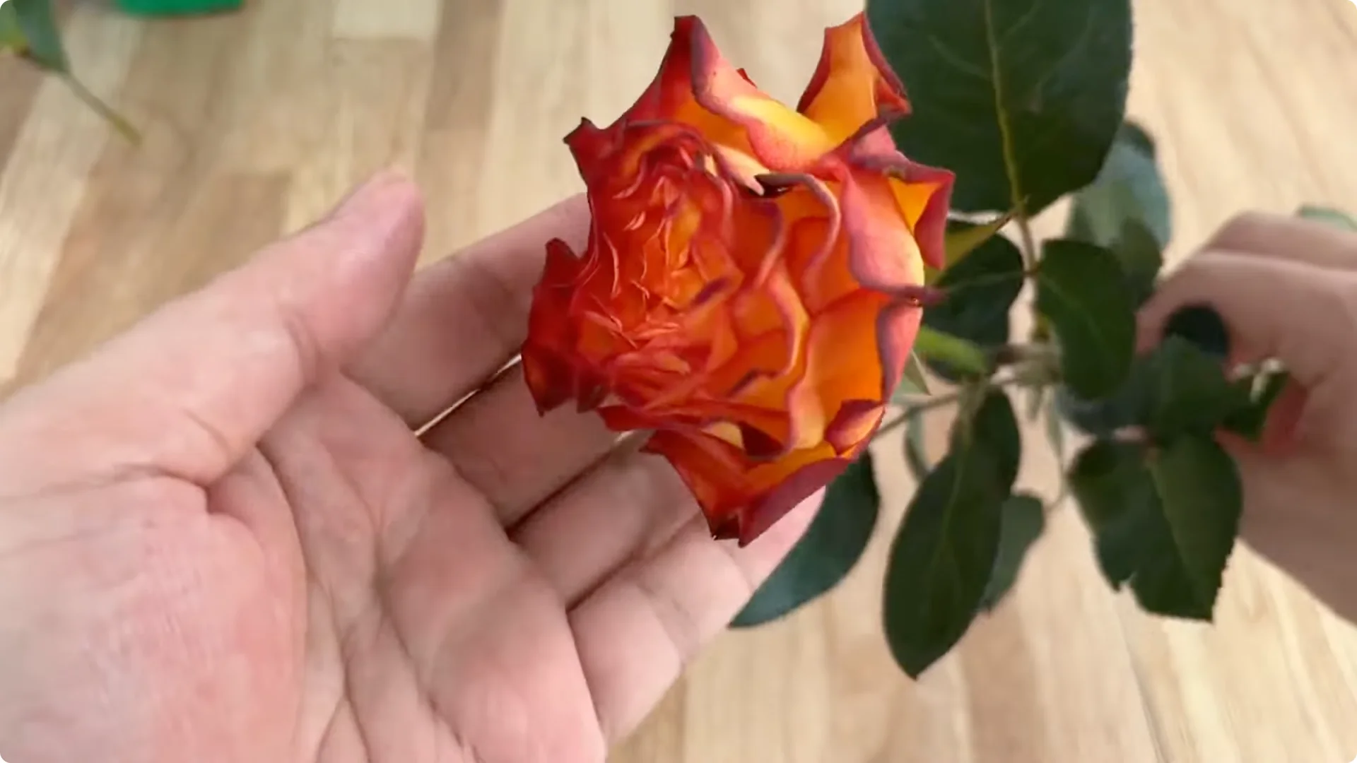 How Did This Rose Branch Root and Sprout So Quickly? screenshot 1