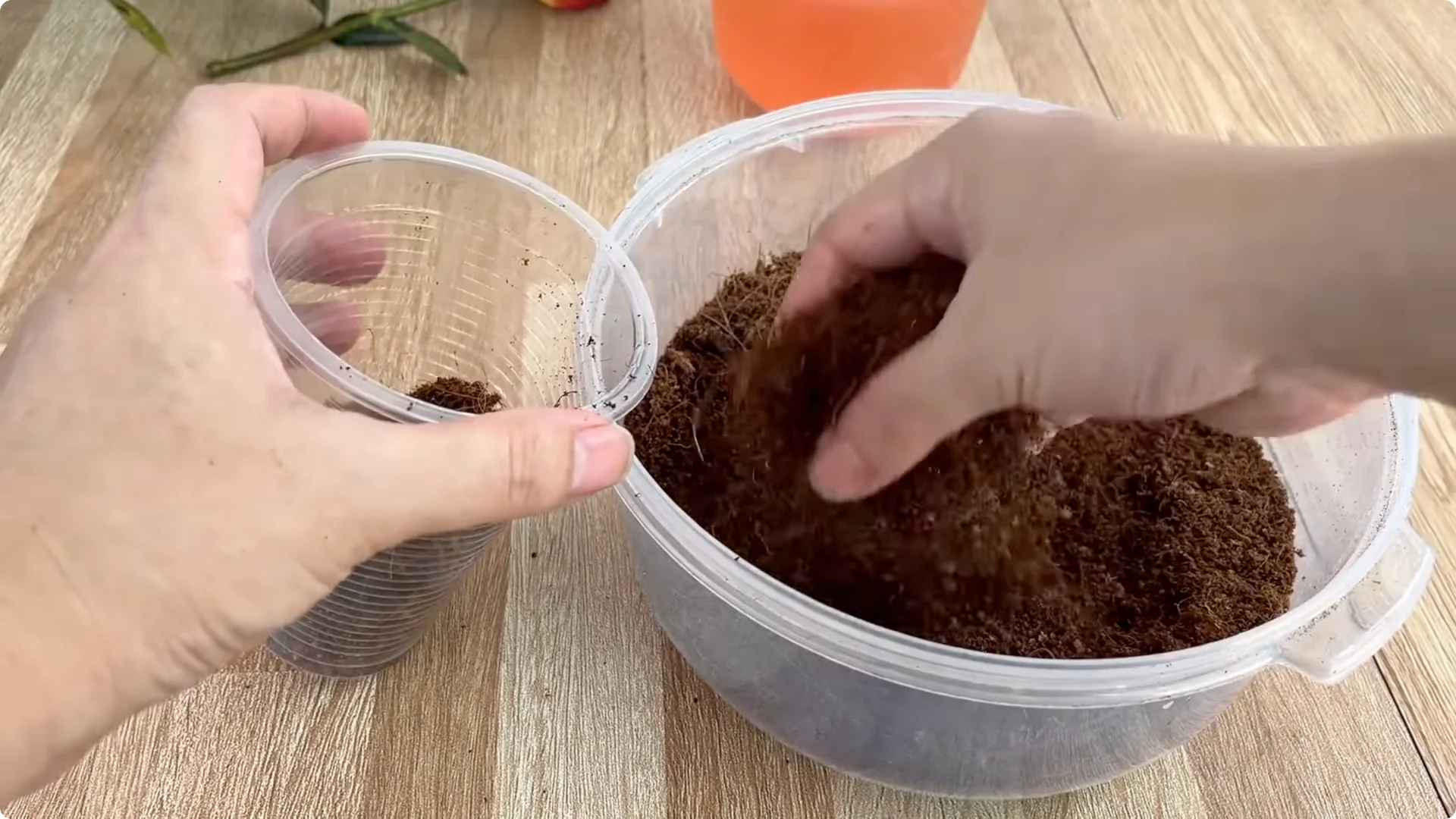 How Did This Rose Branch Root and Sprout So Quickly? screenshot 13