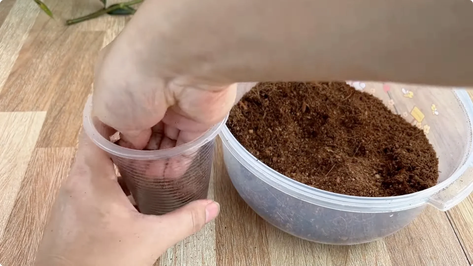 How Did This Rose Branch Root and Sprout So Quickly? screenshot 14