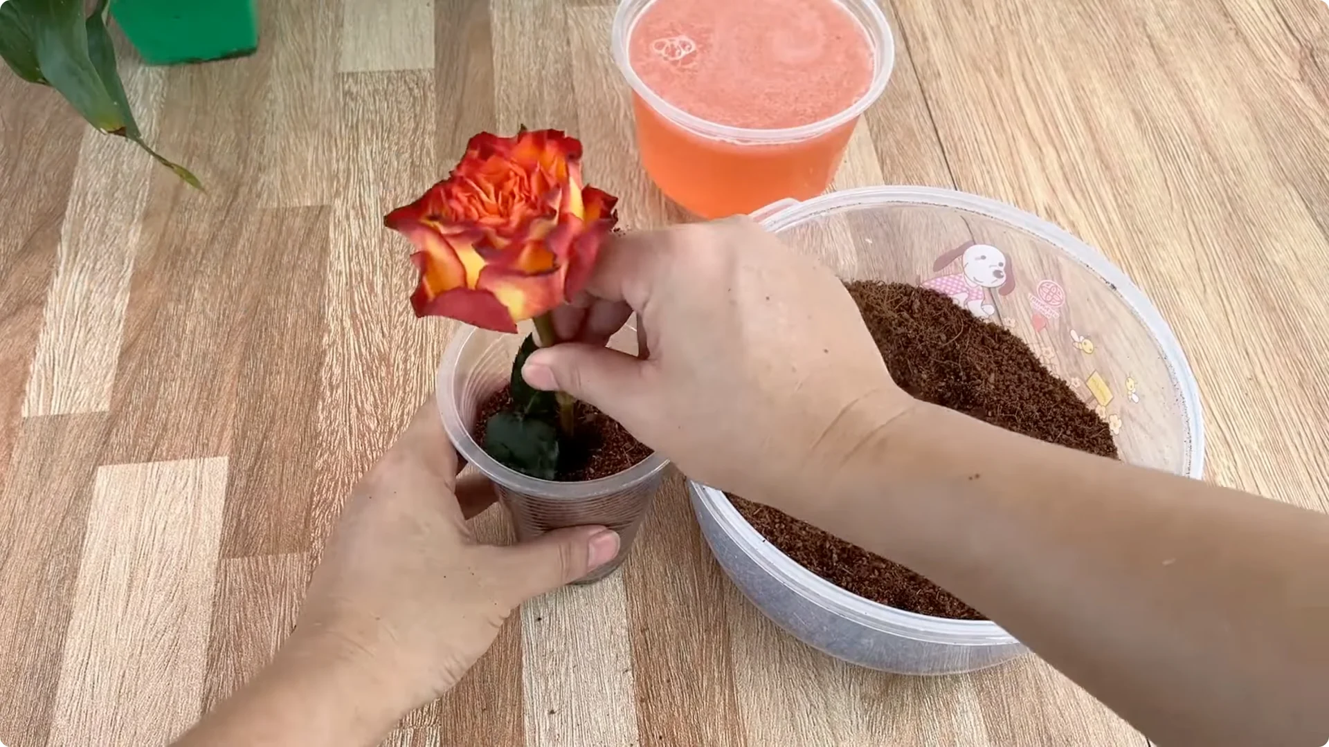 How Did This Rose Branch Root and Sprout So Quickly? screenshot 15