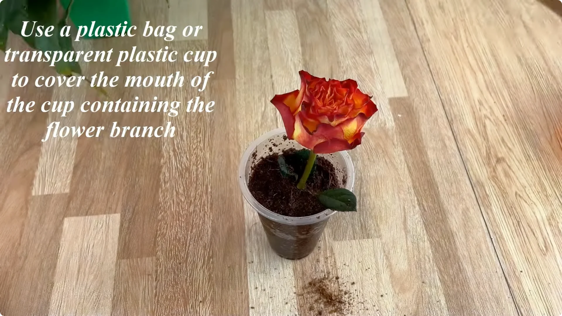 How Did This Rose Branch Root and Sprout So Quickly? screenshot 17