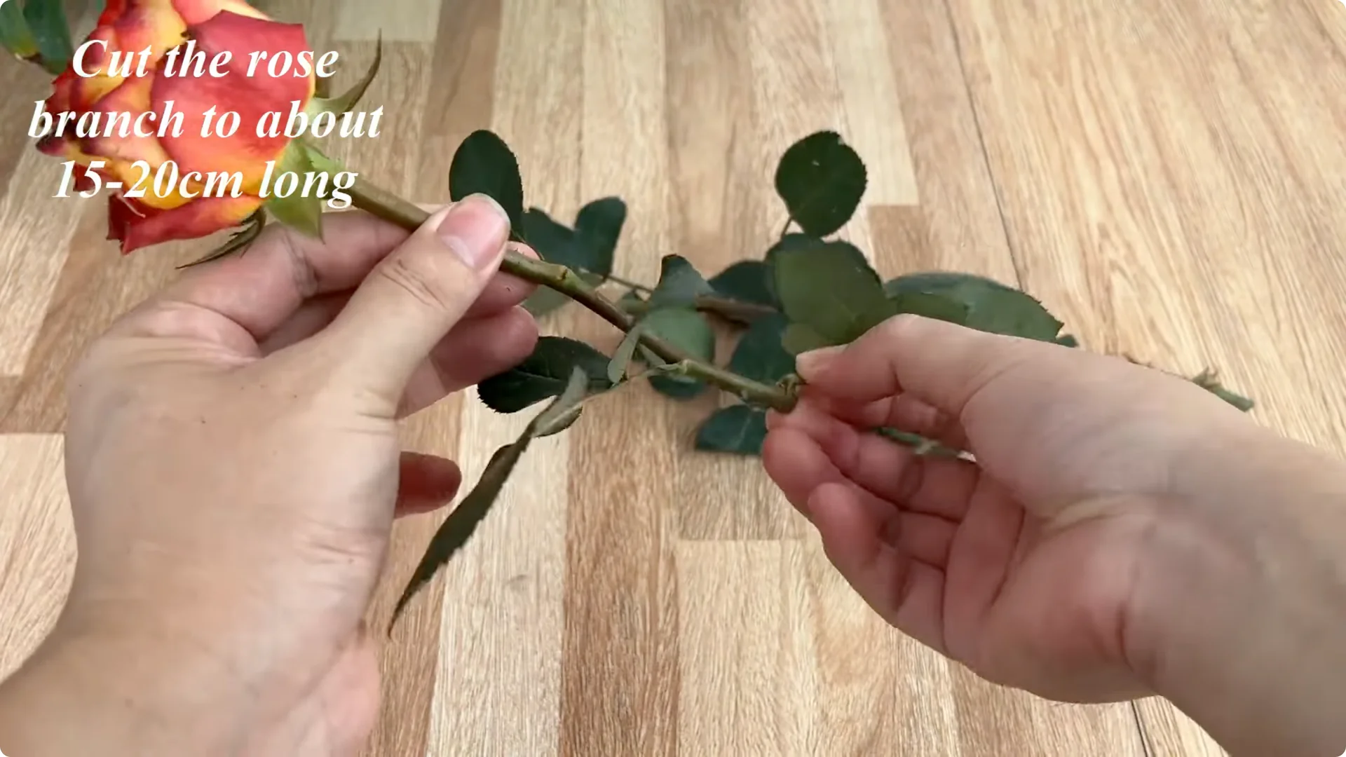 How Did This Rose Branch Root and Sprout So Quickly? screenshot 2