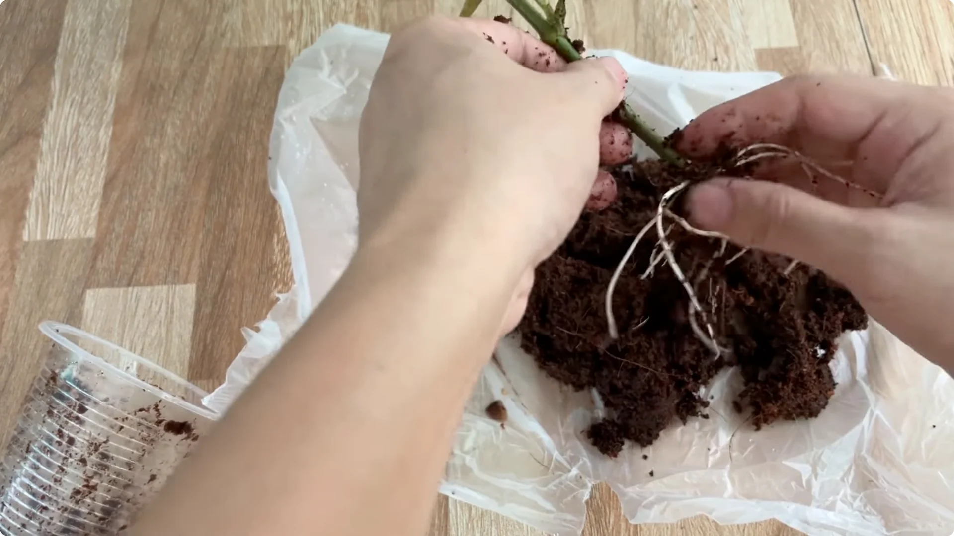 How Did This Rose Branch Root and Sprout So Quickly? screenshot 20