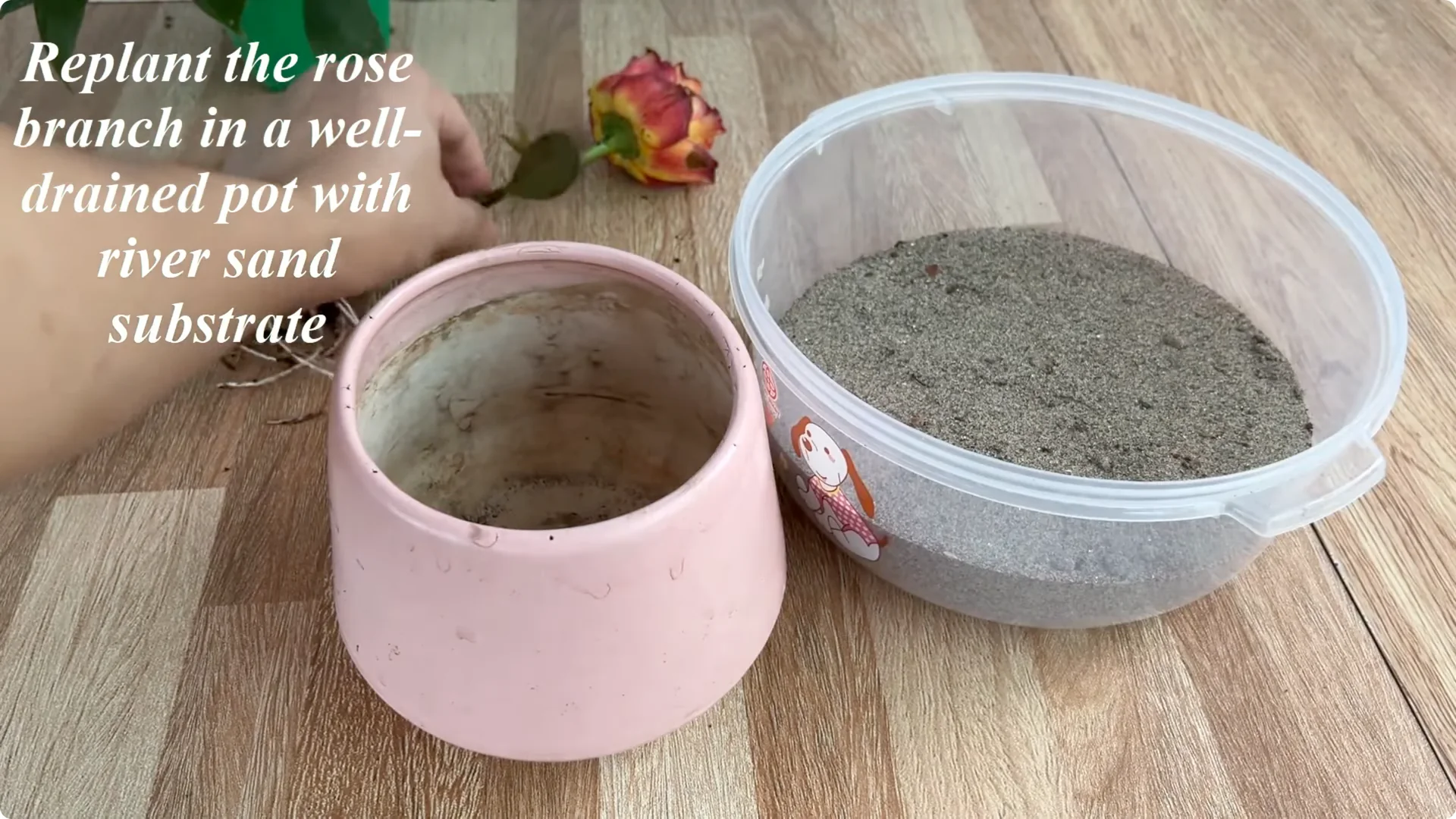 How Did This Rose Branch Root and Sprout So Quickly? screenshot 21