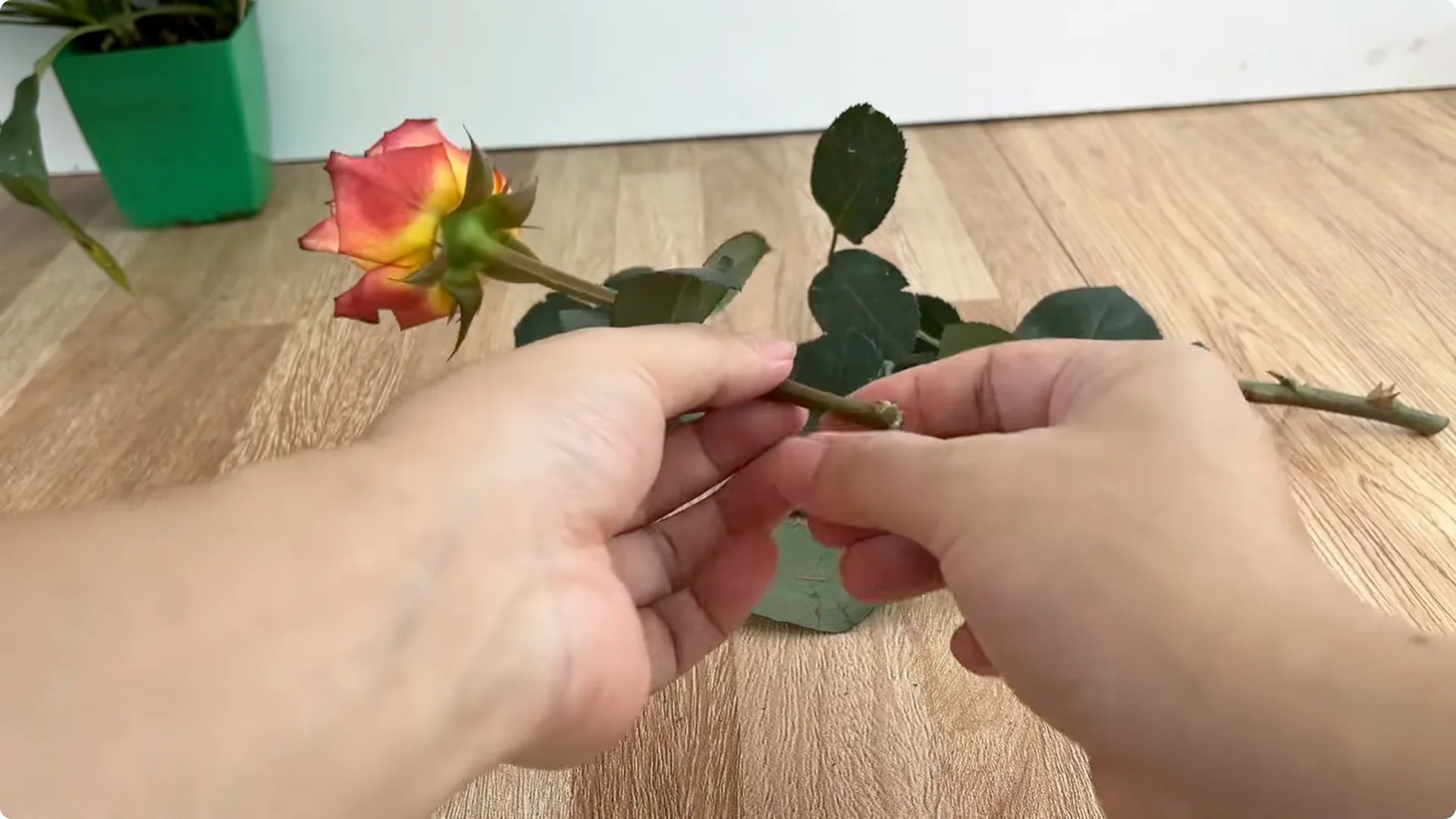 How Did This Rose Branch Root and Sprout So Quickly? screenshot 3