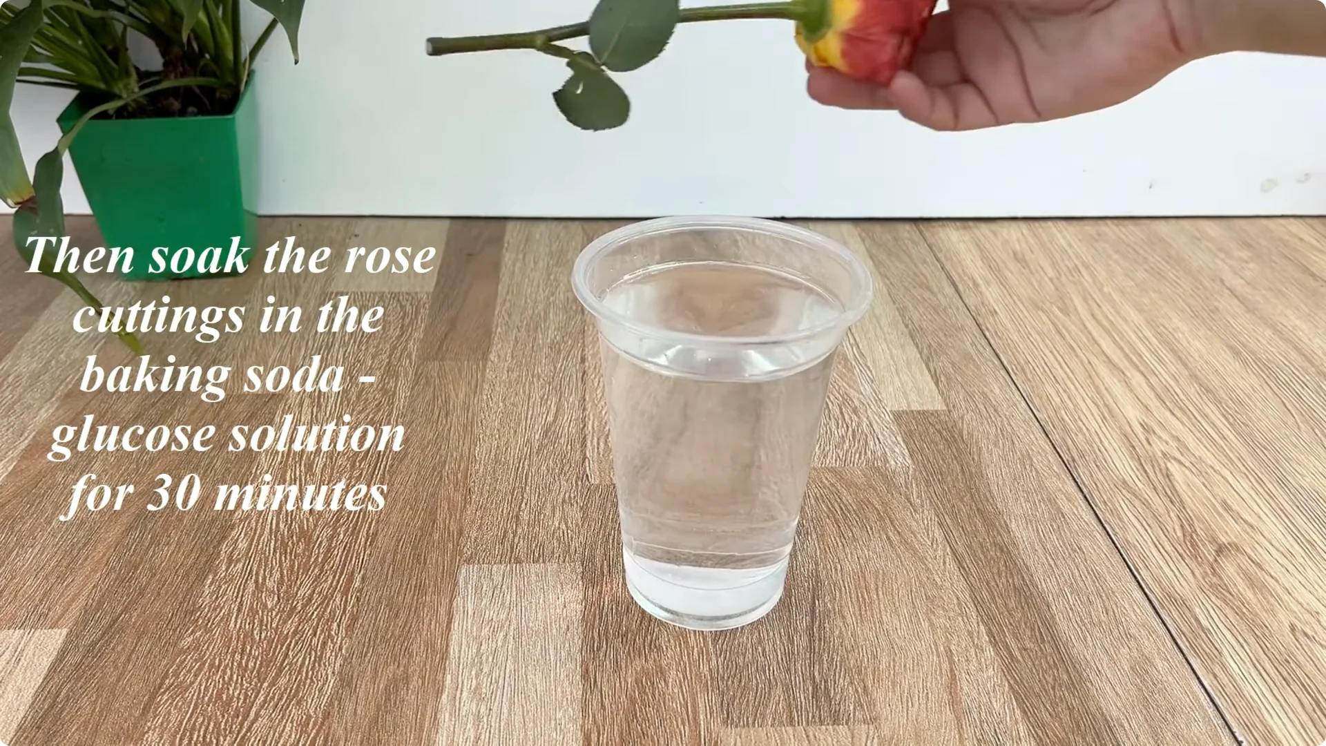 How Did This Rose Branch Root and Sprout So Quickly? screenshot 9