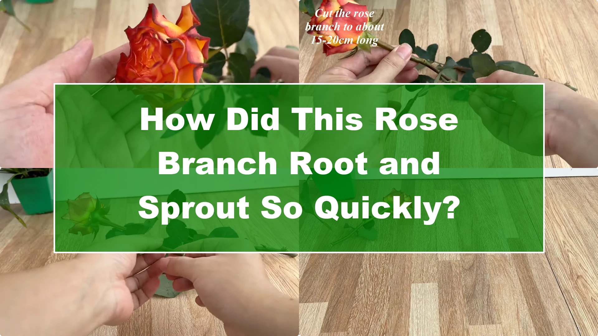 How Did This Rose Branch Root and Sprout So Quickly? - Featured Image