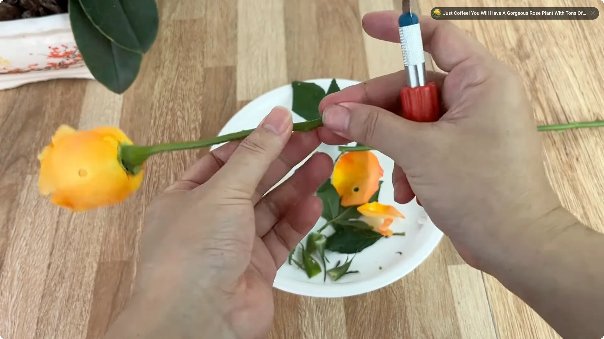 How Garlic and Coca Cola Boost Rose Propagation Effectively screenshot 1