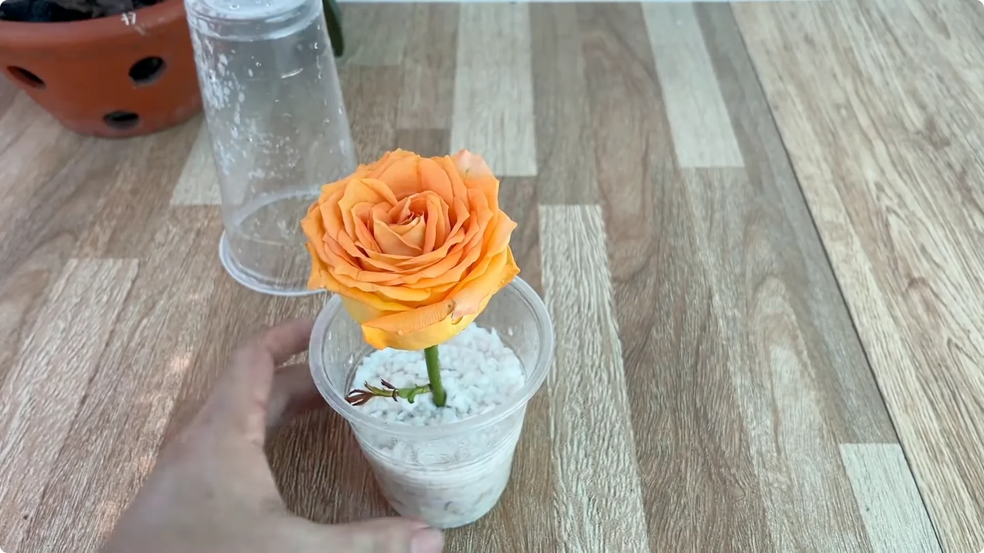 How Garlic and Coca Cola Boost Rose Propagation Effectively screenshot 5