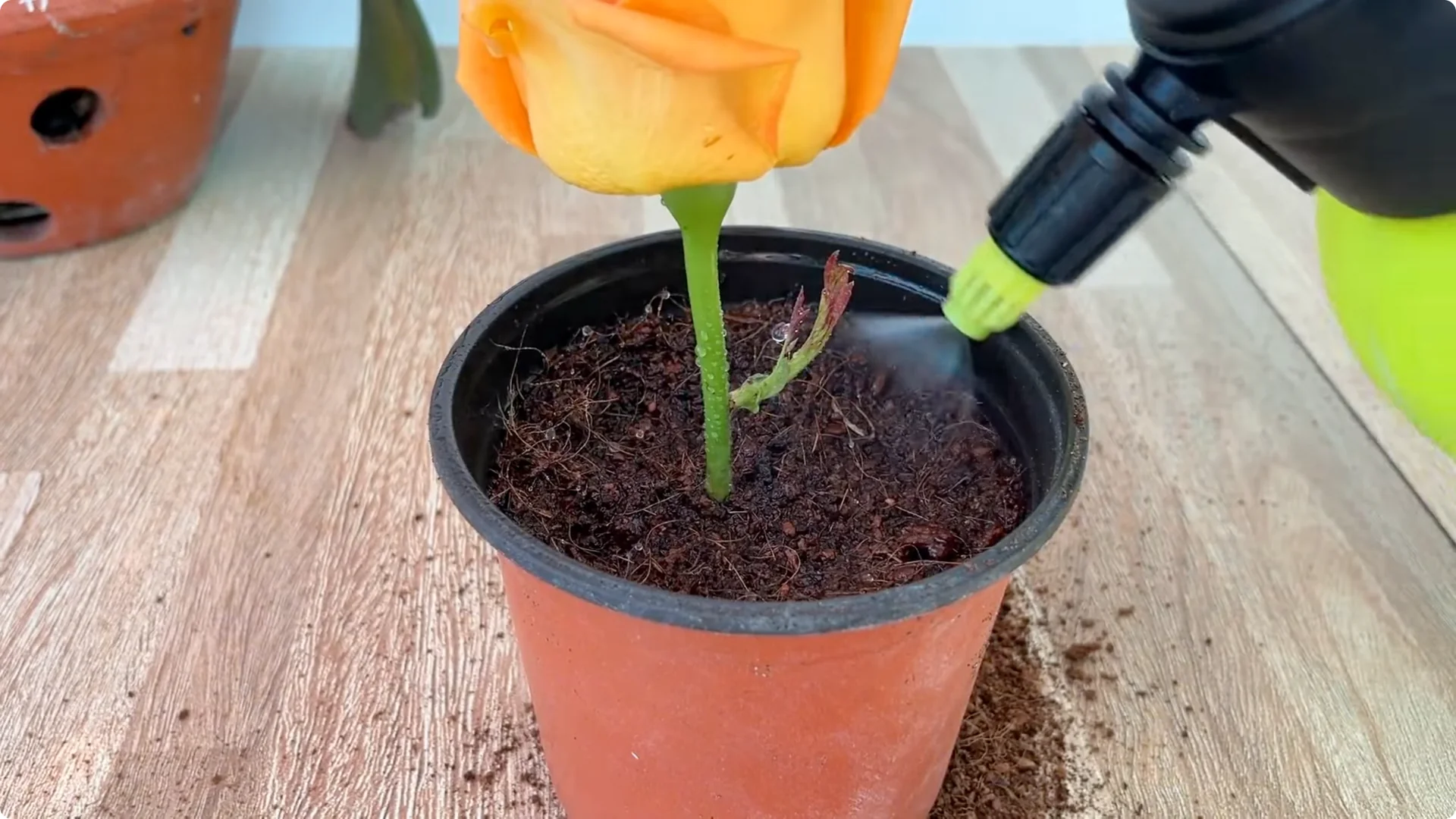 How Garlic and Coca Cola Boost Rose Propagation Effectively screenshot 6