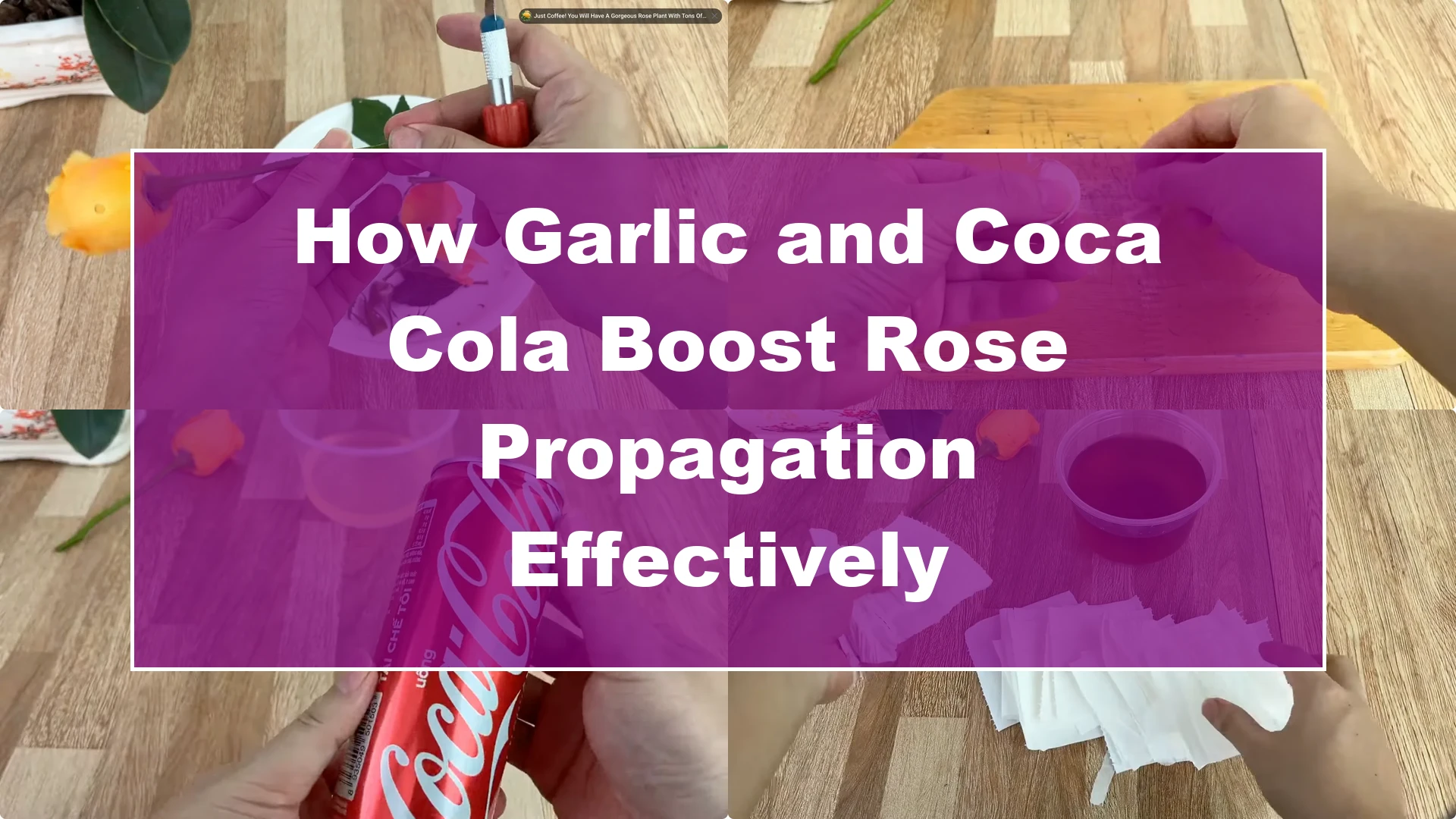How Garlic and Coca Cola Boost Rose Propagation Effectively - Featured Image