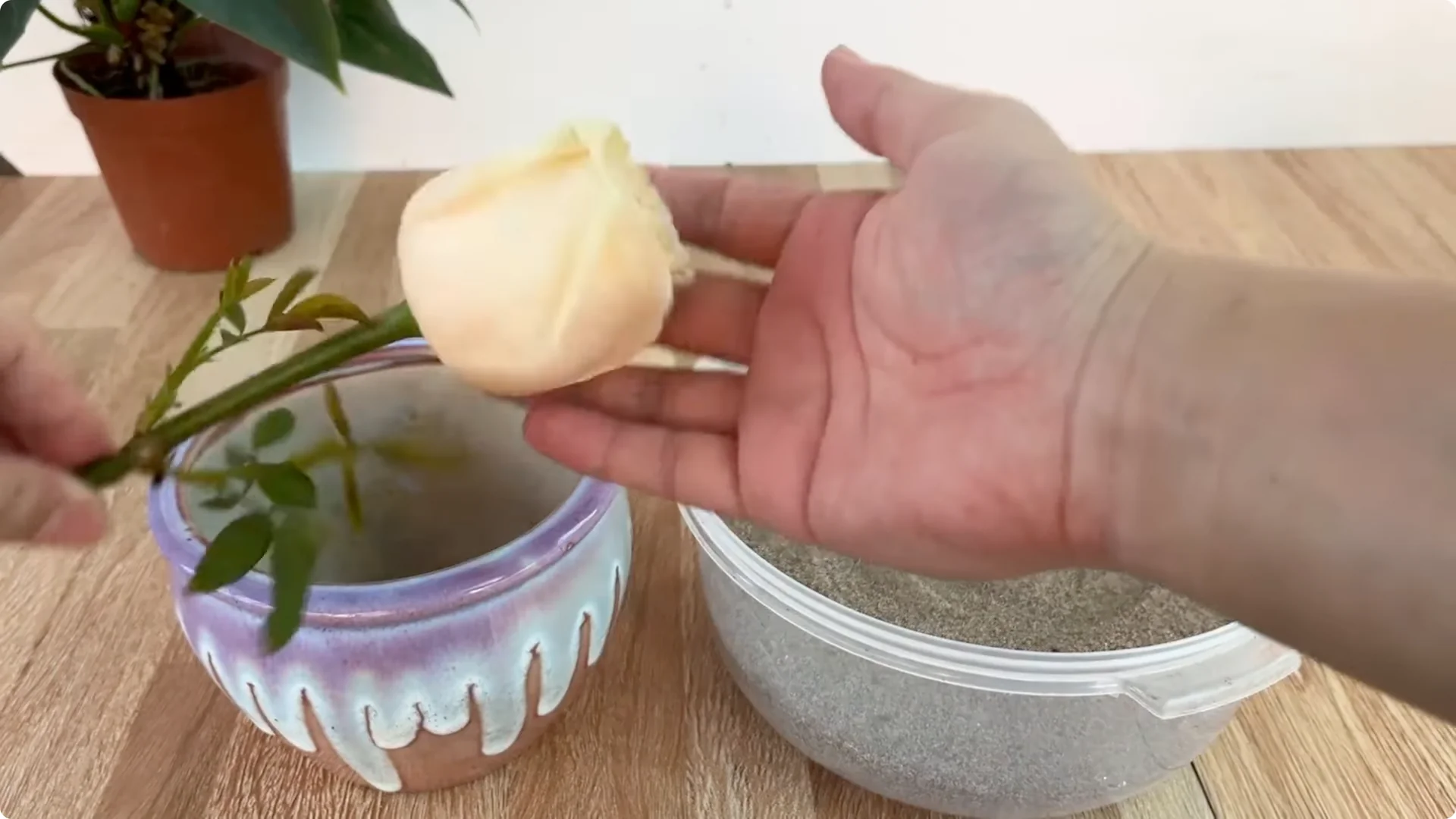 How Garlic Sparks Rose Branches to Root and Bud Overnight screenshot 10