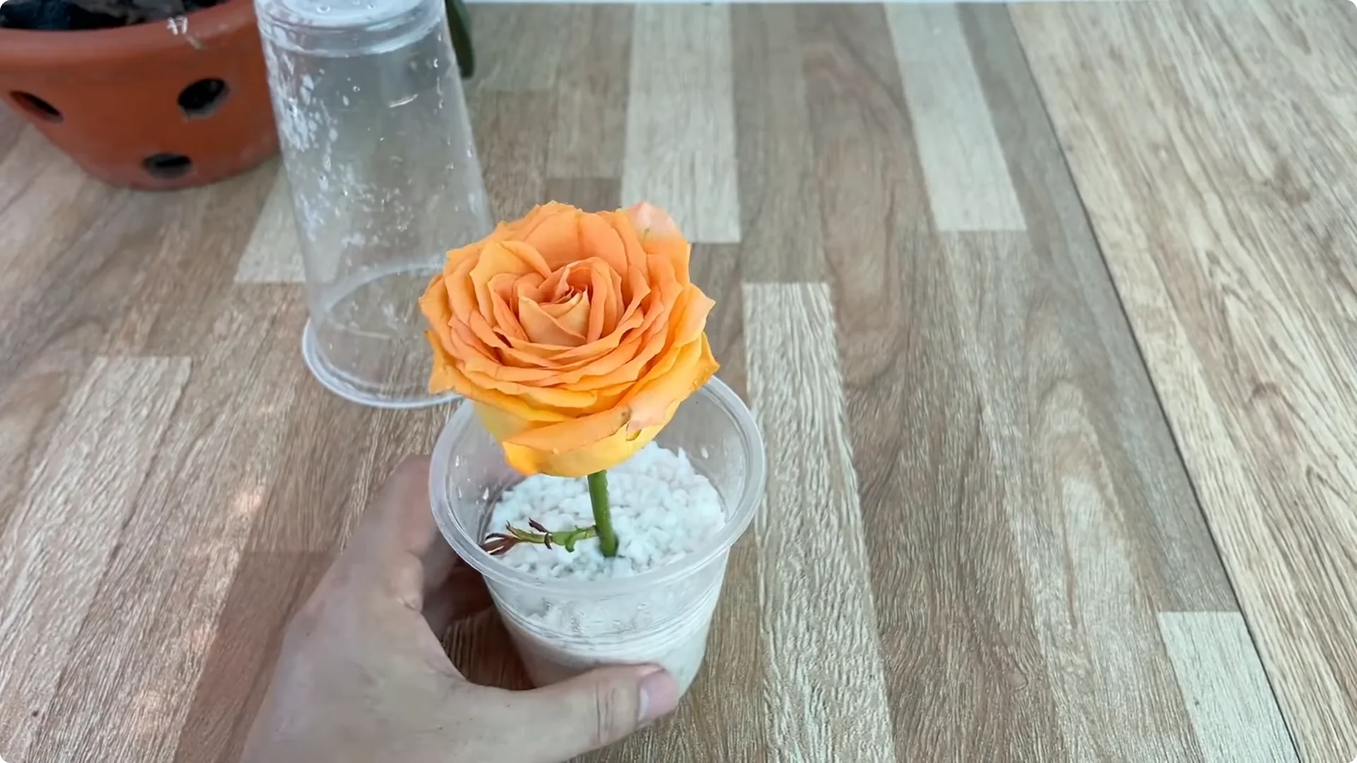 How Garlic Sparks Rose Branches to Root and Bud Overnight screenshot 18