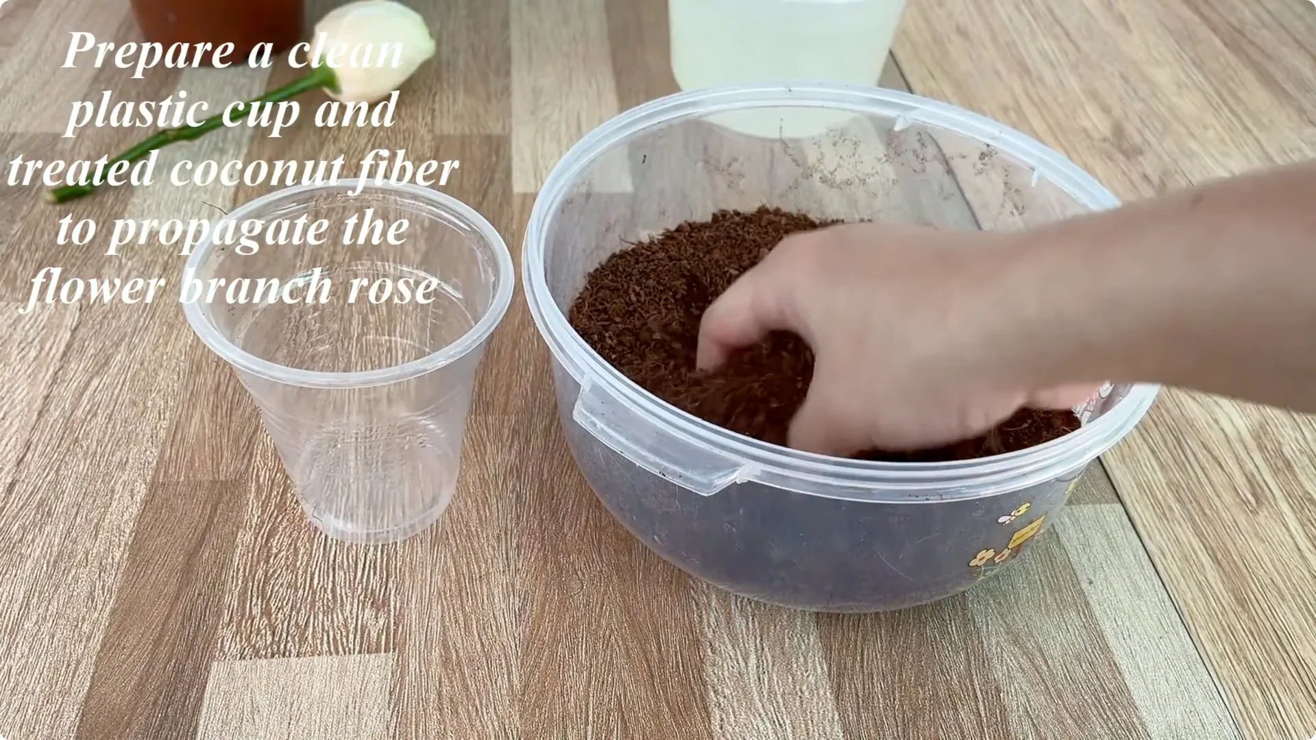 How Garlic Sparks Rose Branches to Root and Bud Overnight screenshot 6