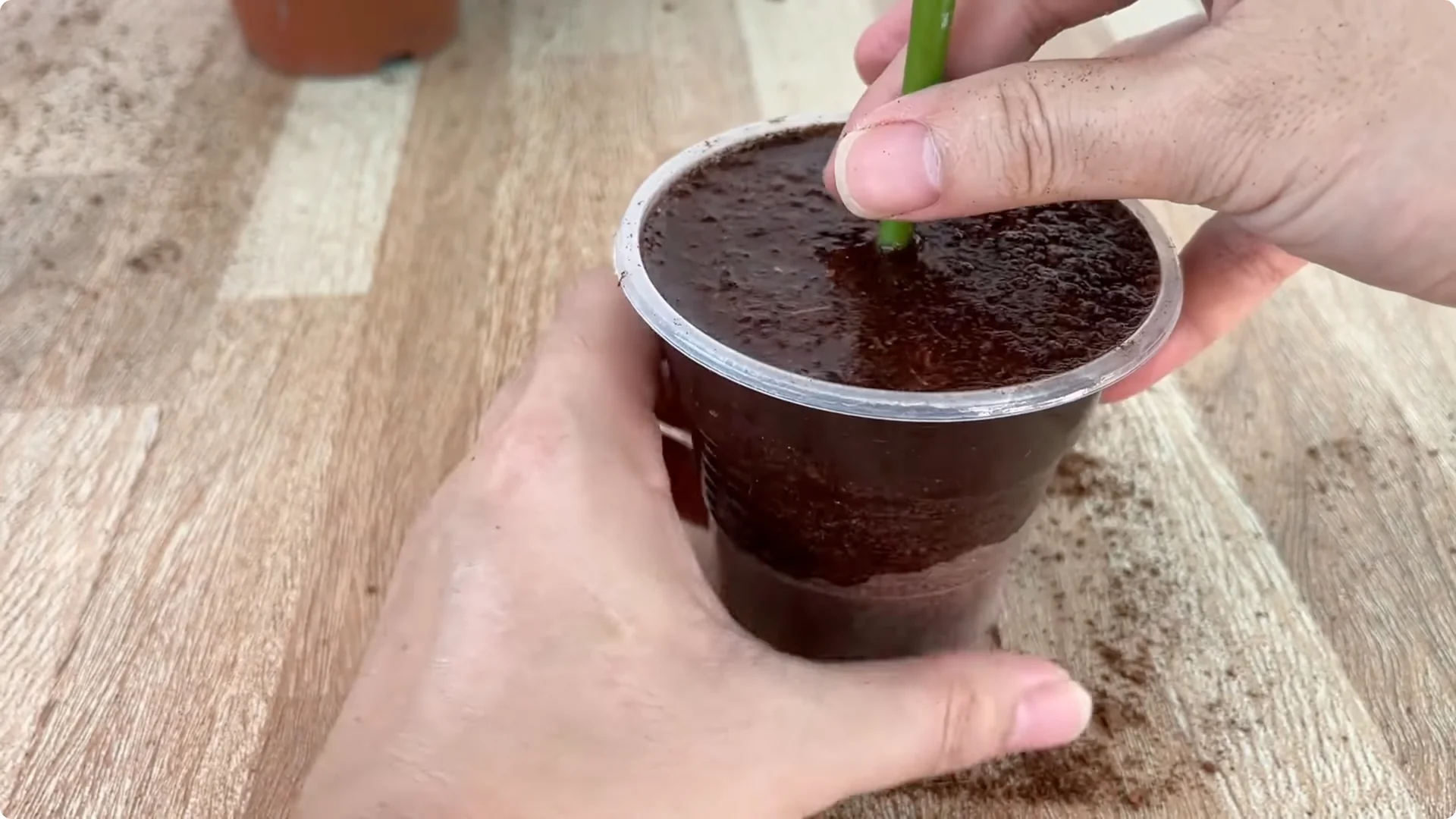 How Garlic Sparks Rose Branches to Root and Bud Overnight screenshot 7