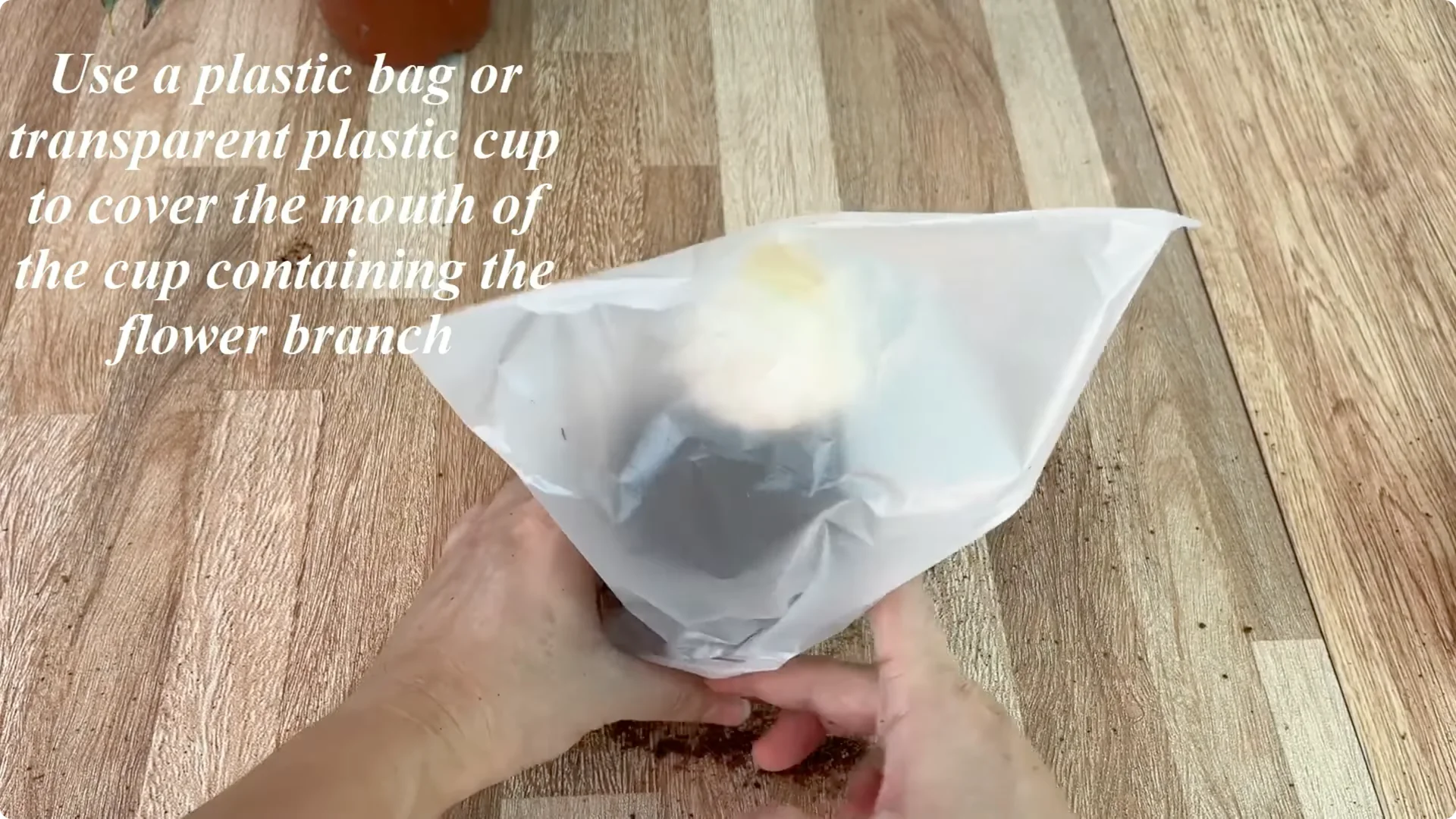 How Garlic Sparks Rose Branches to Root and Bud Overnight screenshot 8