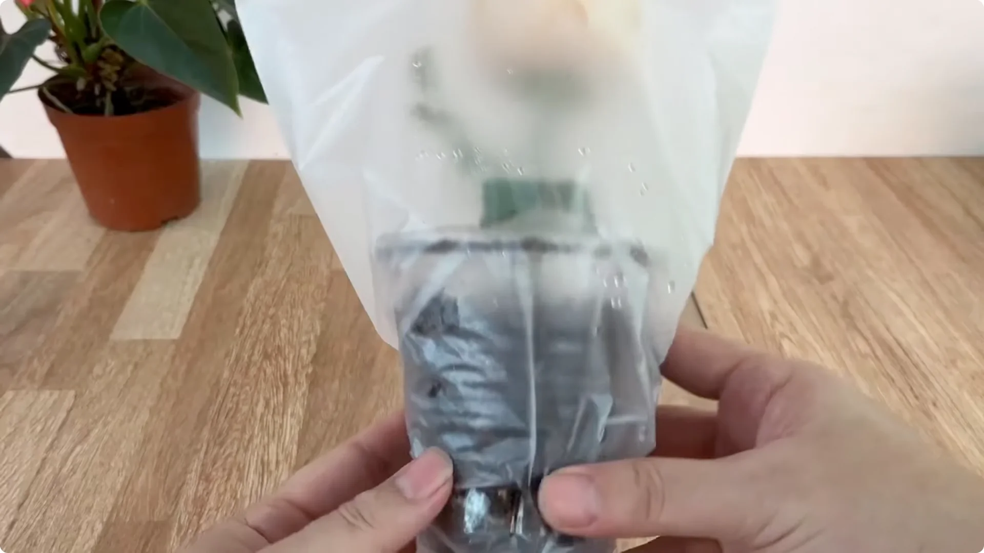 How Garlic Sparks Rose Branches to Root and Bud Overnight screenshot 9