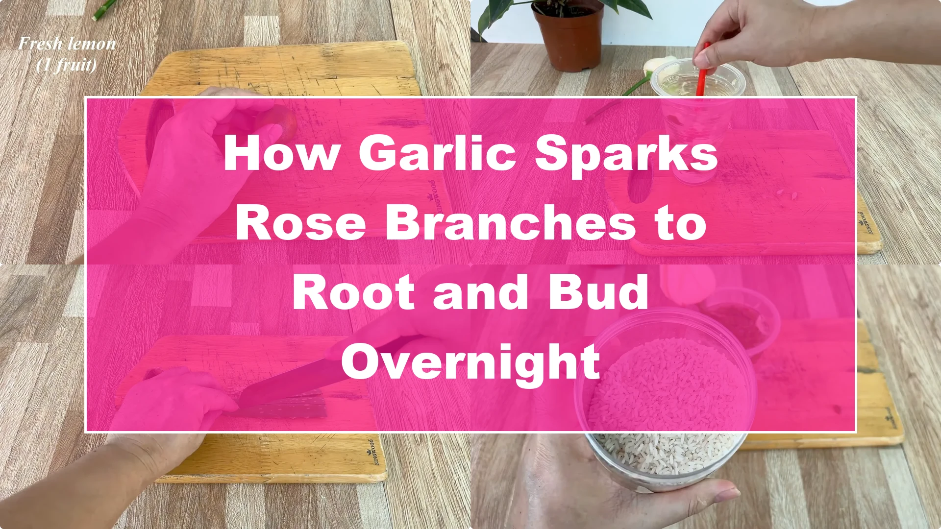 How Garlic Sparks Rose Branches to Root and Bud Overnight - Featured Image