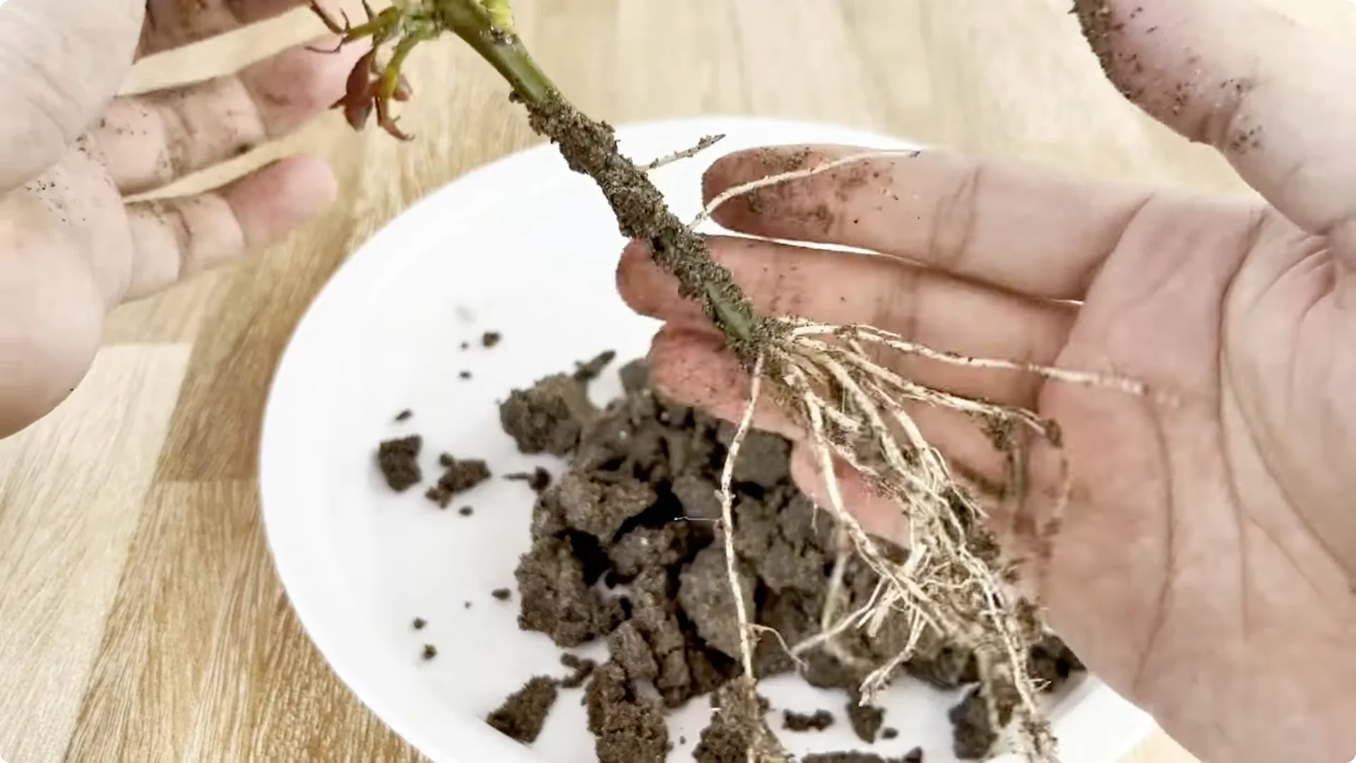 How Garlic Transforms Your Rose Plant’s Roots and Blooms screenshot 1