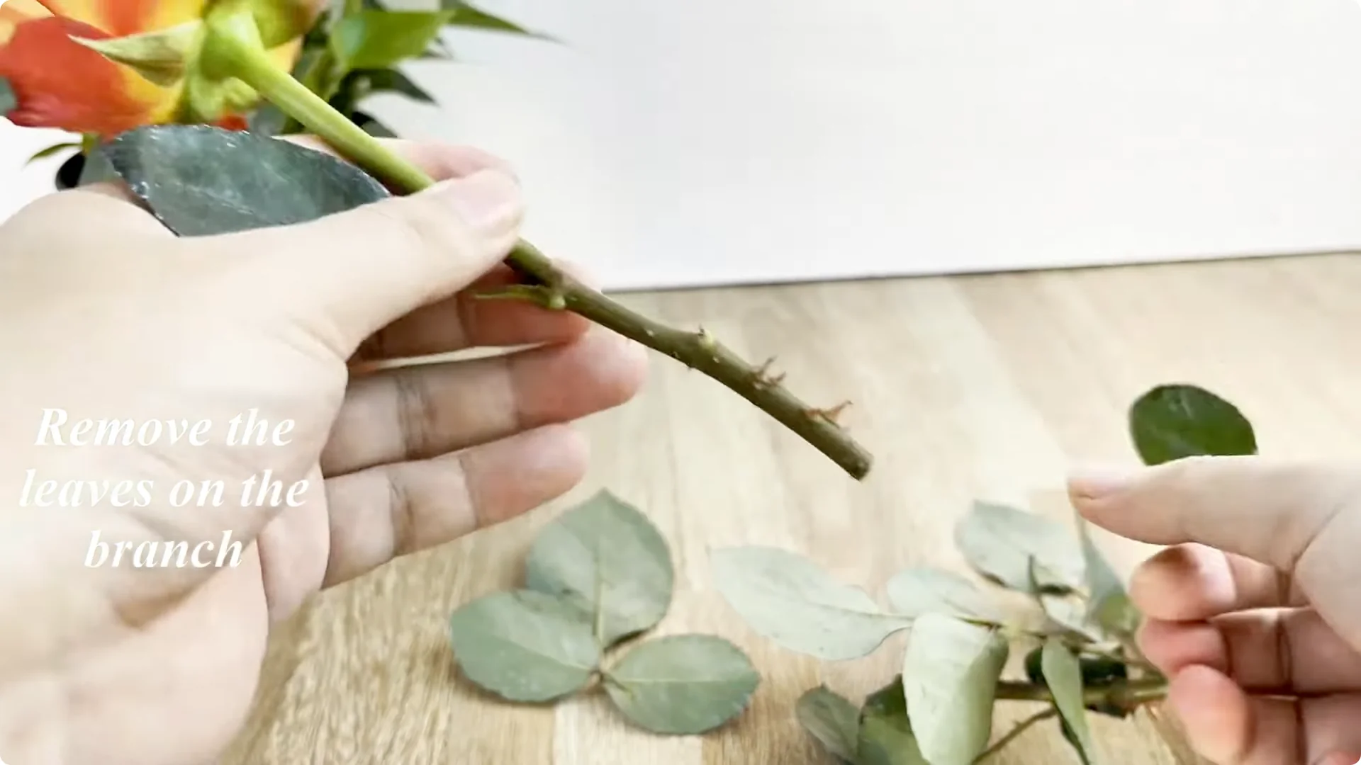 How Garlic Transforms Your Rose Plant’s Roots and Blooms screenshot 2