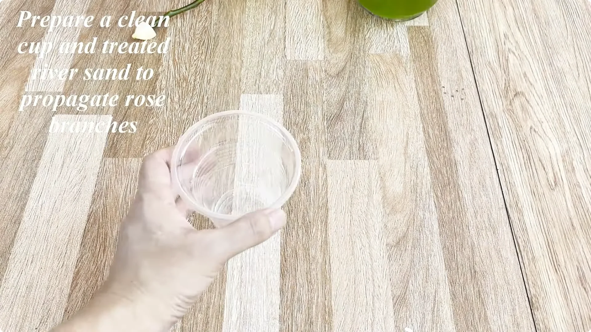 How Garlic Transforms Your Rose Plant’s Roots and Blooms screenshot 4