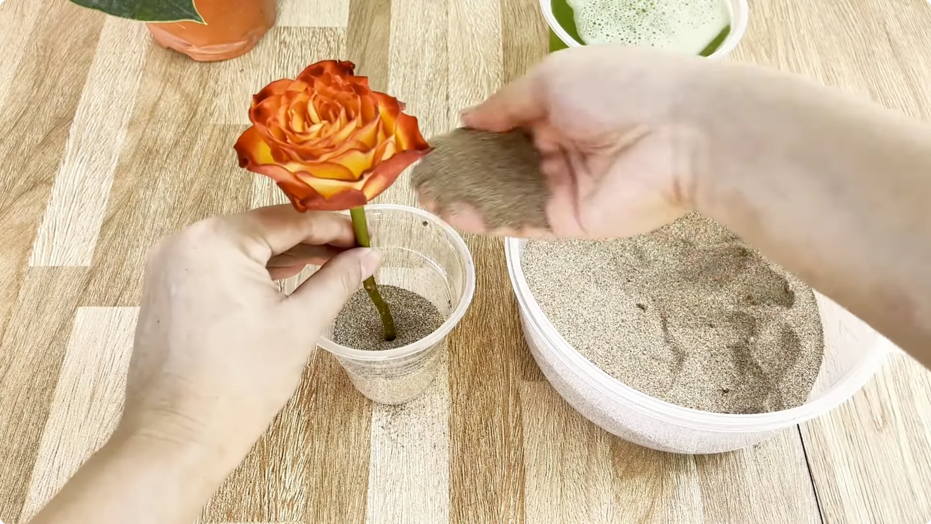 How Garlic Transforms Your Rose Plant’s Roots and Blooms screenshot 5