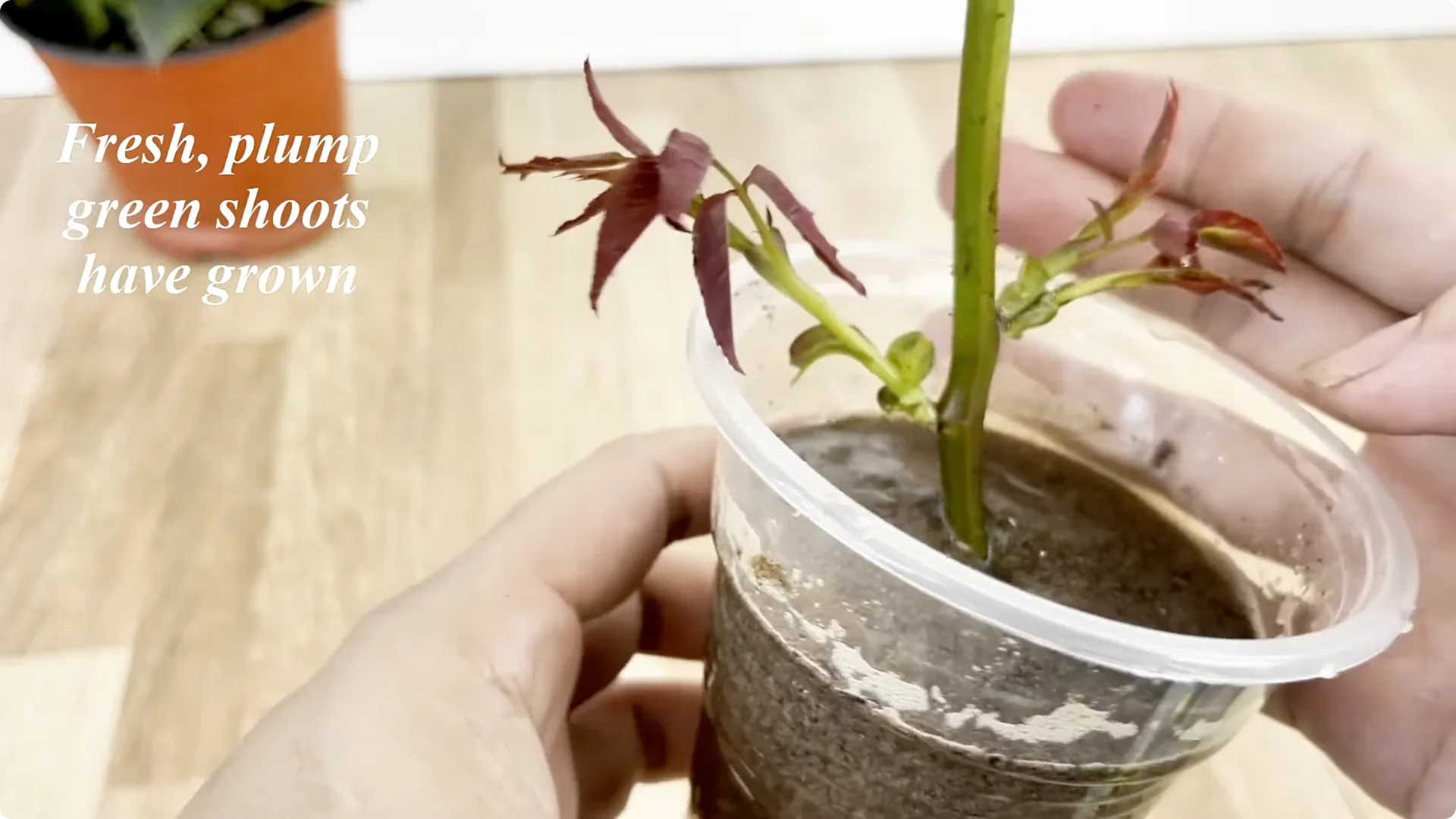 How Garlic Transforms Your Rose Plant’s Roots and Blooms screenshot 7