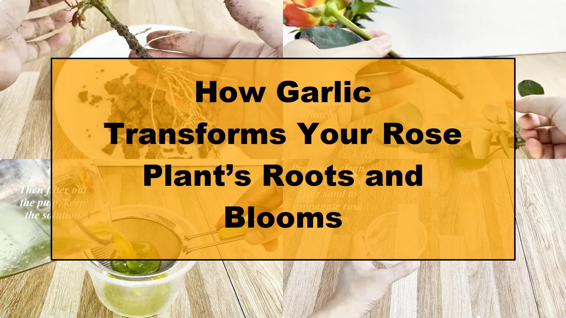 How Garlic Transforms Your Rose Plant’s Roots and Blooms - Featured Image