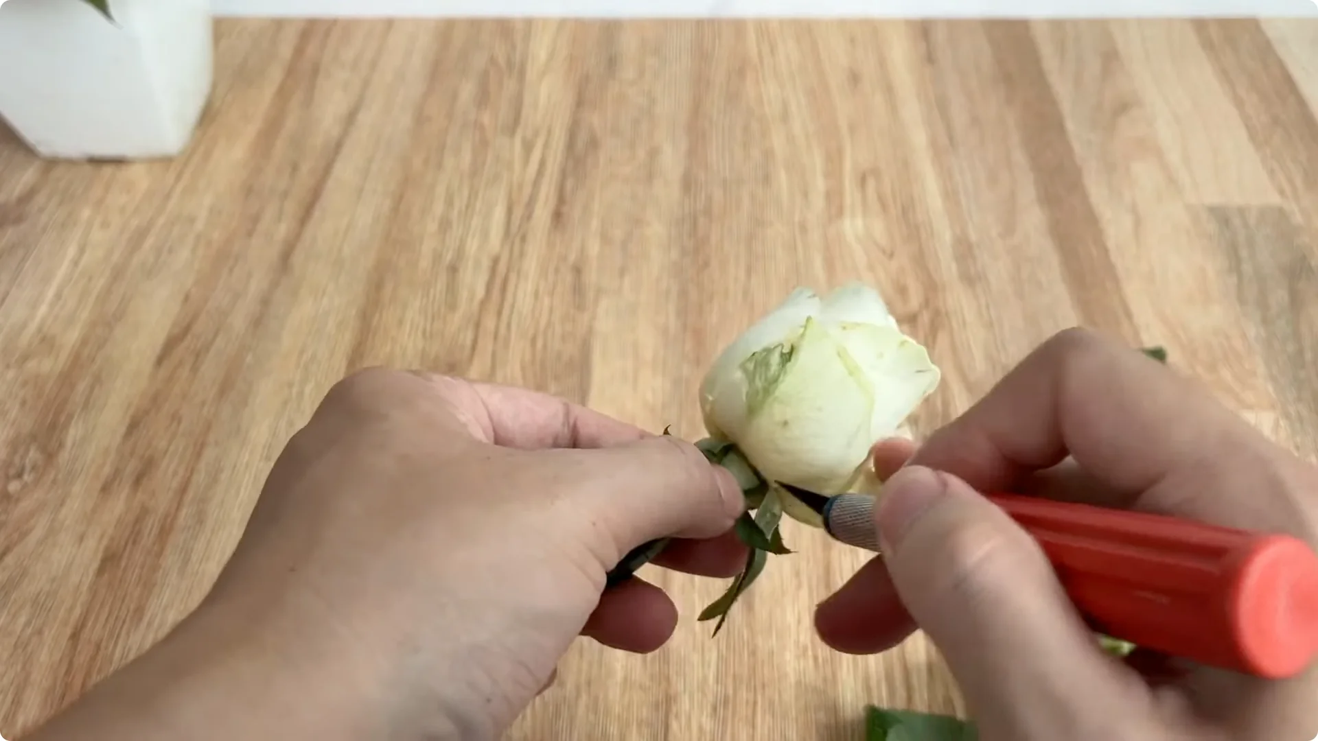 How Inserting a Potato Makes Rose Branches Bloom Abundantly screenshot 1