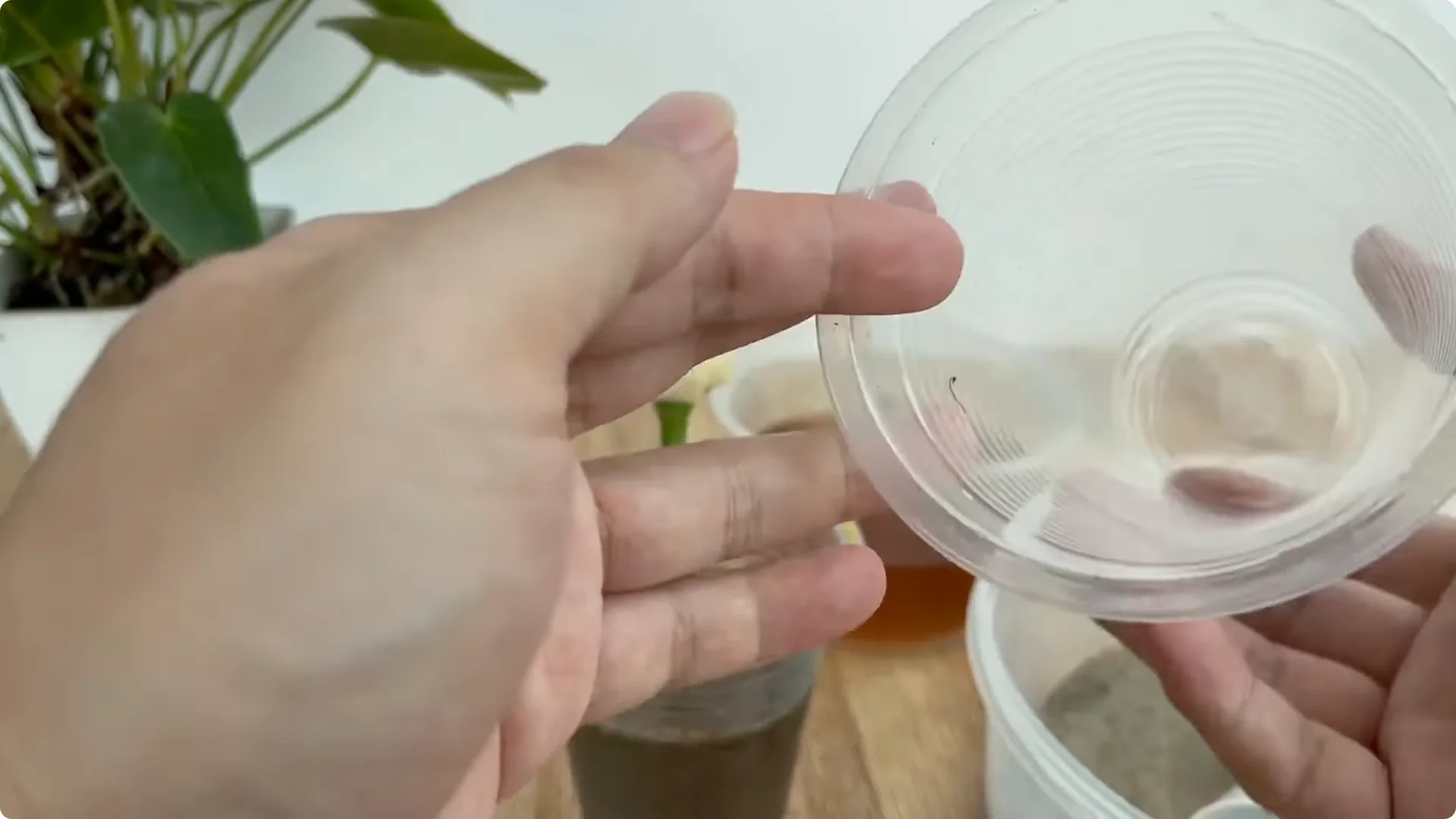 How Inserting a Potato Makes Rose Branches Bloom Abundantly screenshot 4