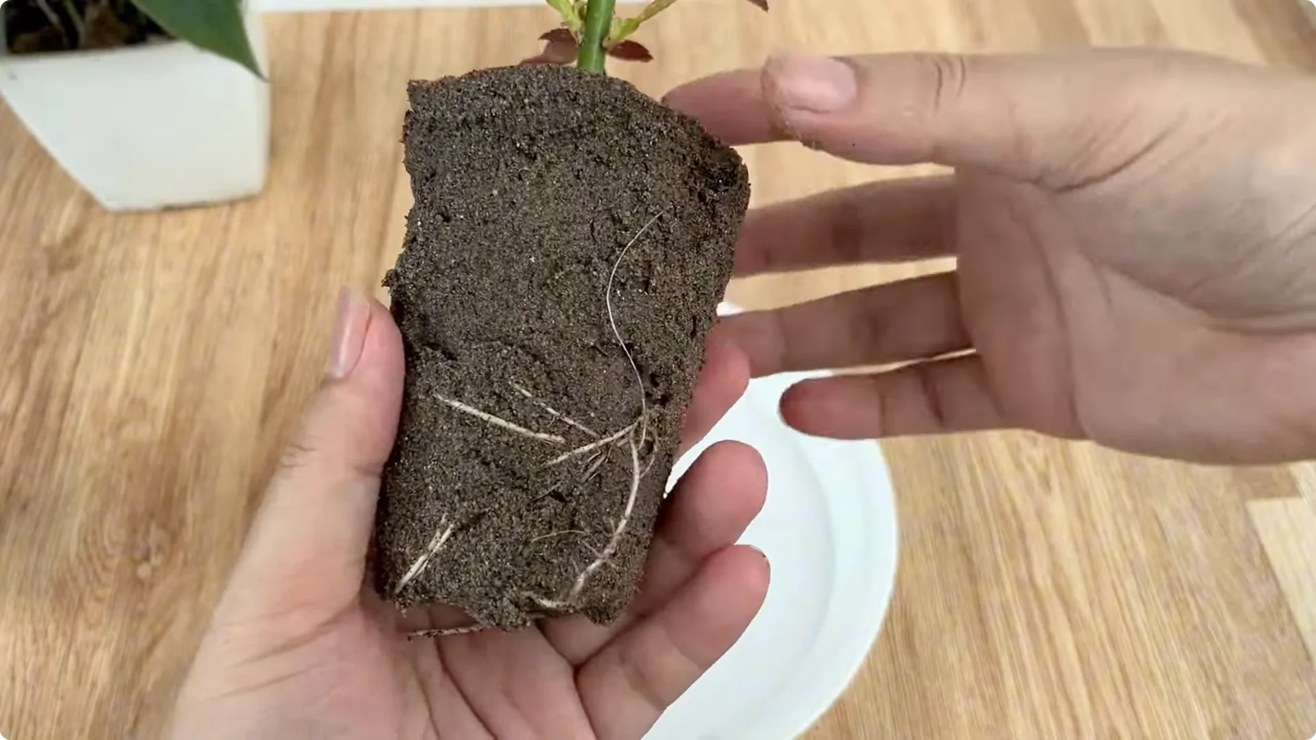 How Inserting a Potato Makes Rose Branches Bloom Abundantly screenshot 5