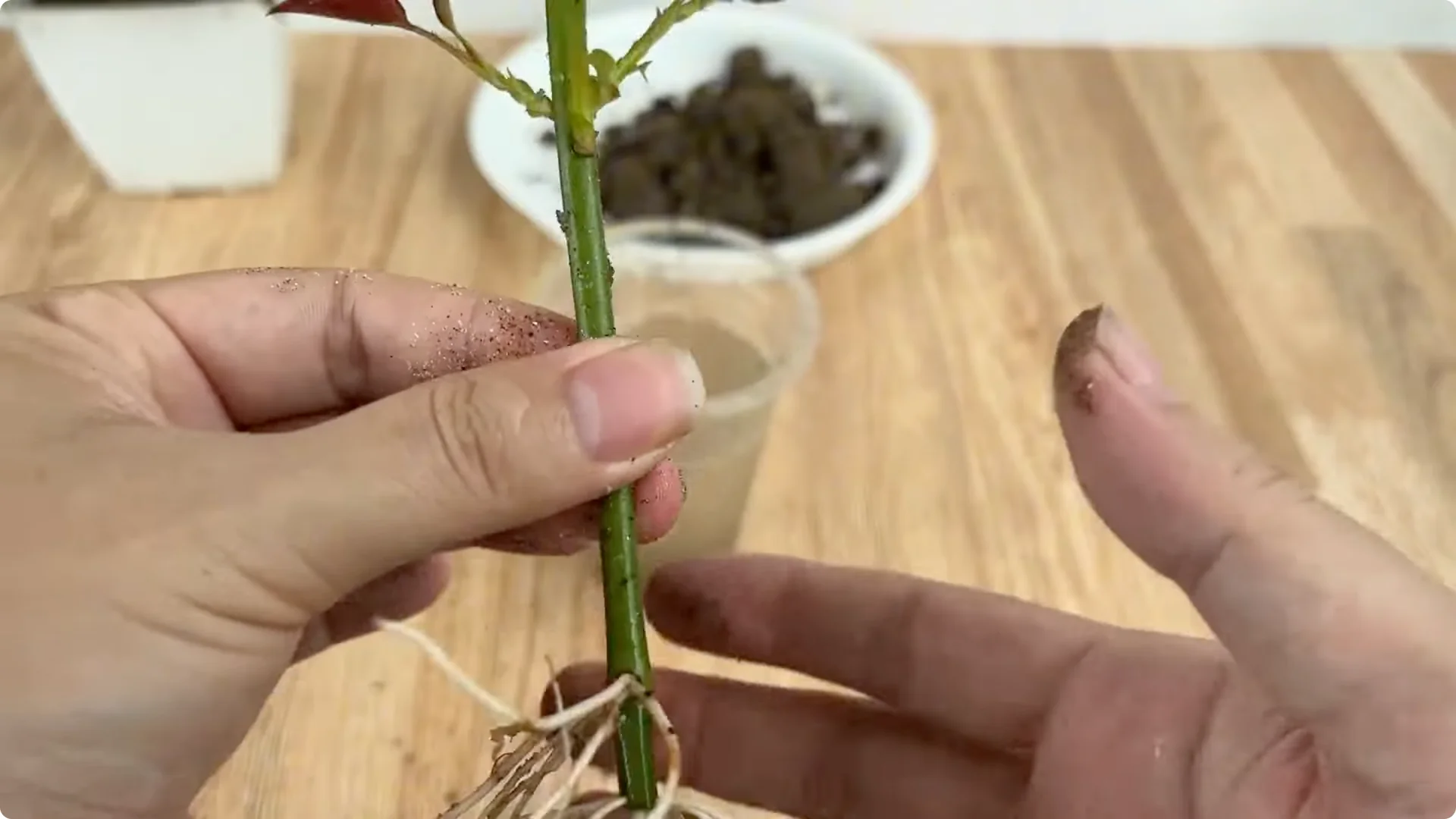 How Inserting a Potato Makes Rose Branches Bloom Abundantly screenshot 6