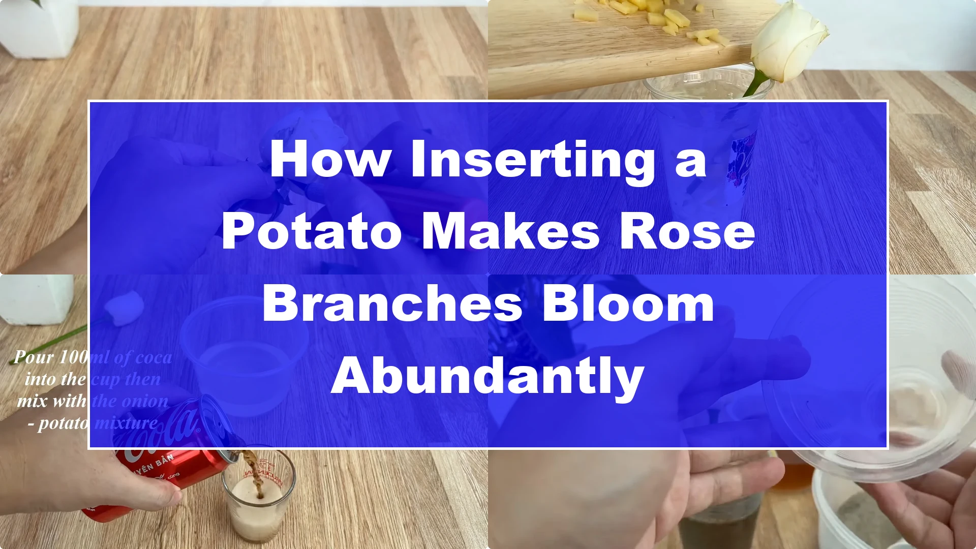 How Inserting a Potato Makes Rose Branches Bloom Abundantly - Featured Image