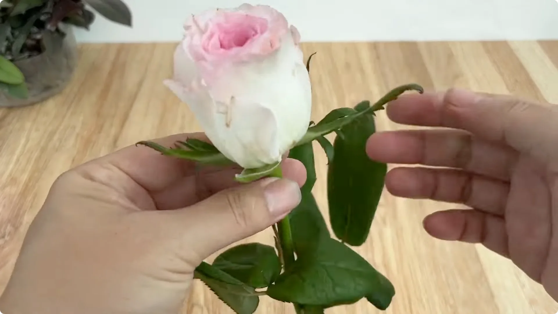 How Inserting a Rose Branch into a Lemon Grows More Roots and Flowers screenshot 1