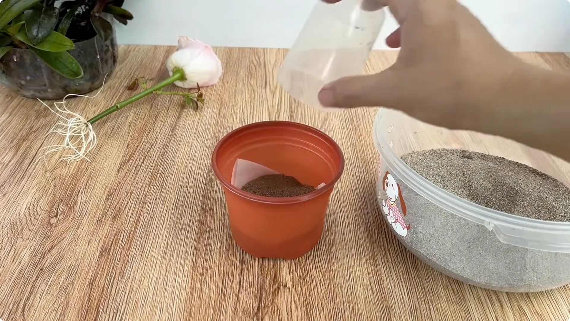 How Inserting a Rose Branch into a Lemon Grows More Roots and Flowers screenshot 10