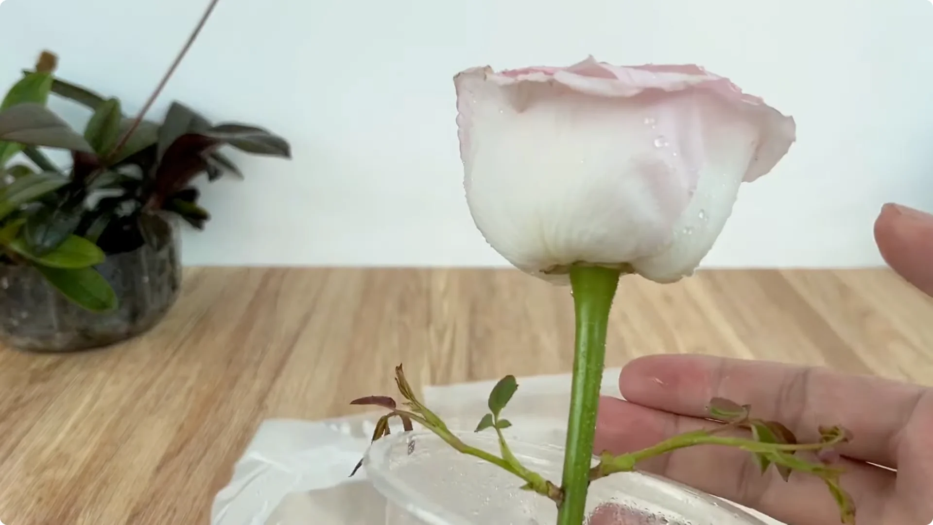 How Inserting a Rose Branch into a Lemon Grows More Roots and Flowers screenshot 9