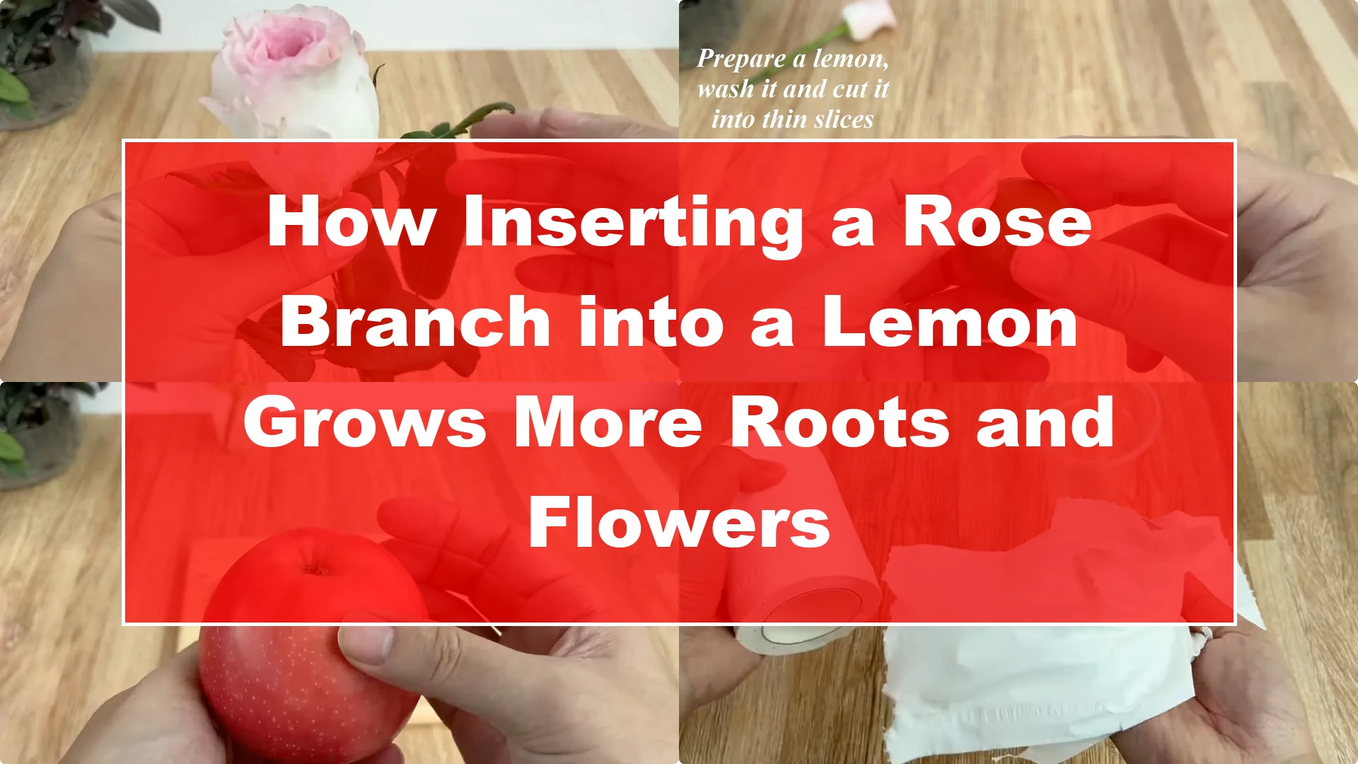 How Inserting a Rose Branch into a Lemon Grows More Roots and Flowers - Featured Image