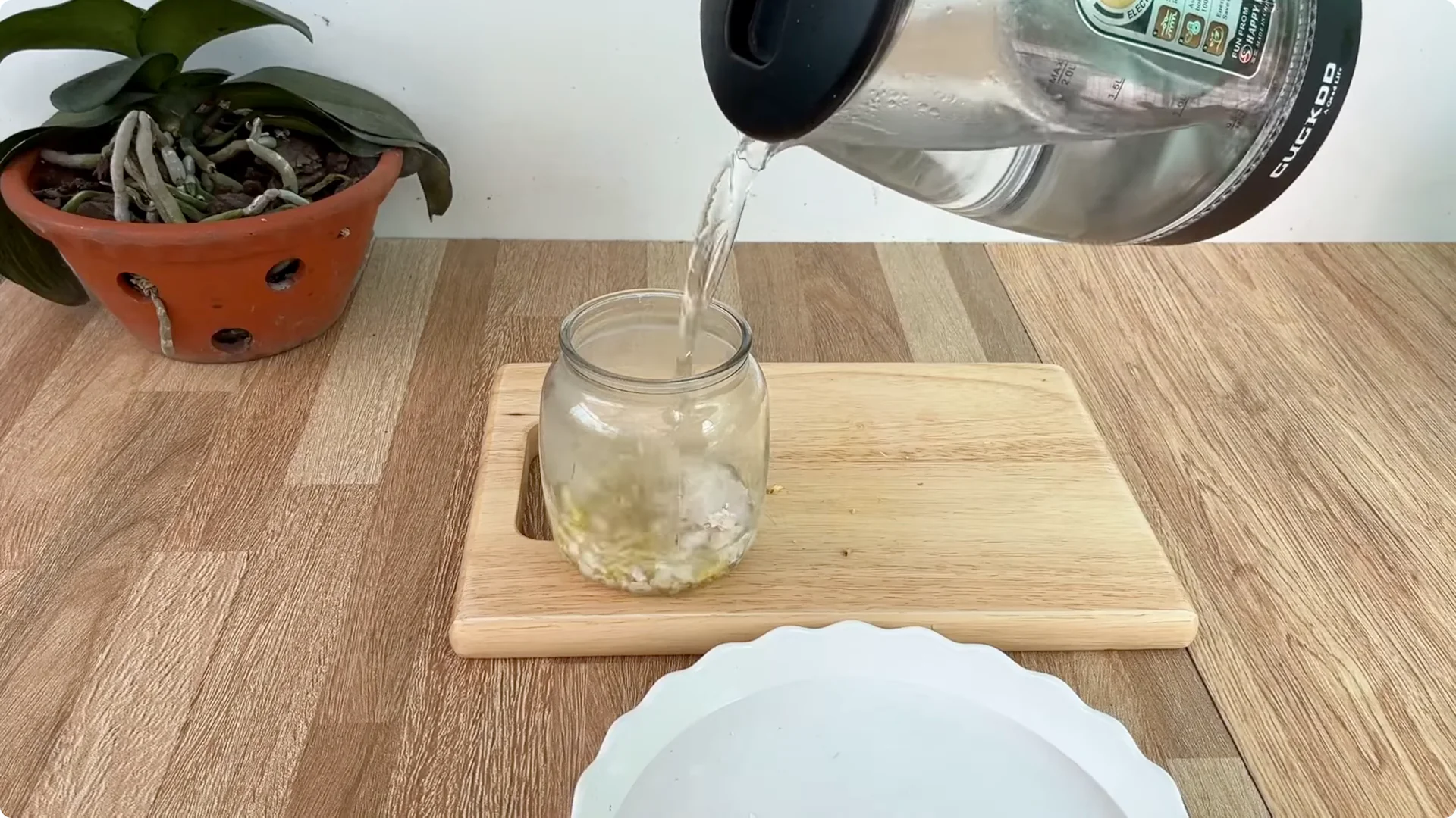 How Just Eggs Transform Rose Plants with Roots and Blooms screenshot 1