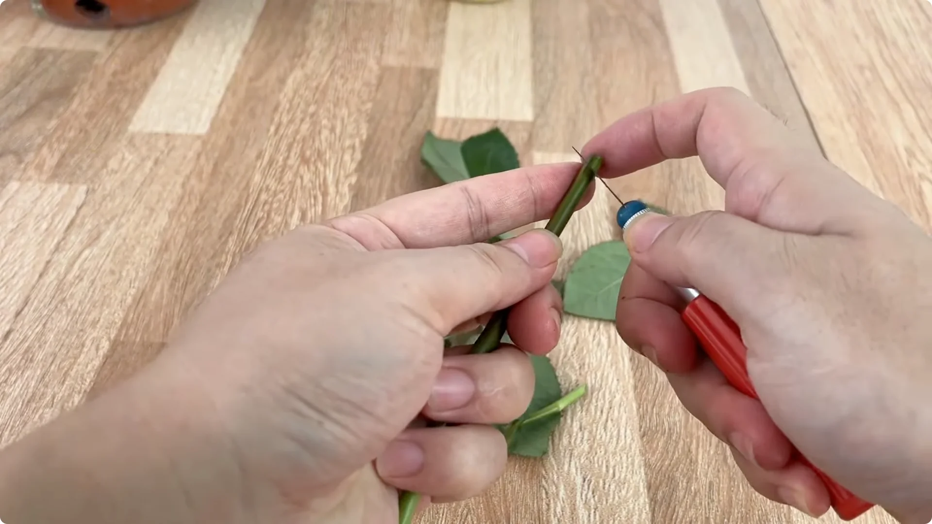 How Just Eggs Transform Rose Plants with Roots and Blooms screenshot 2