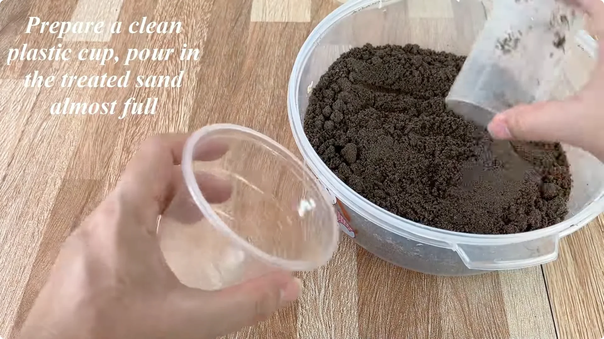 How Just Eggs Transform Rose Plants with Roots and Blooms screenshot 4