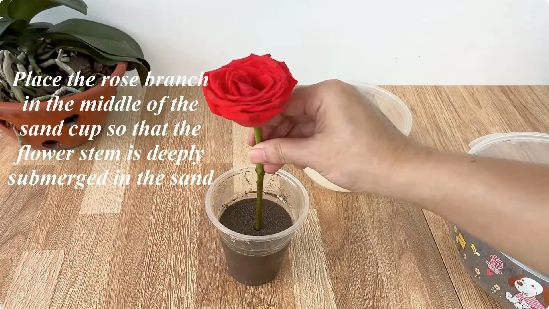 How Just Eggs Transform Rose Plants with Roots and Blooms screenshot 5