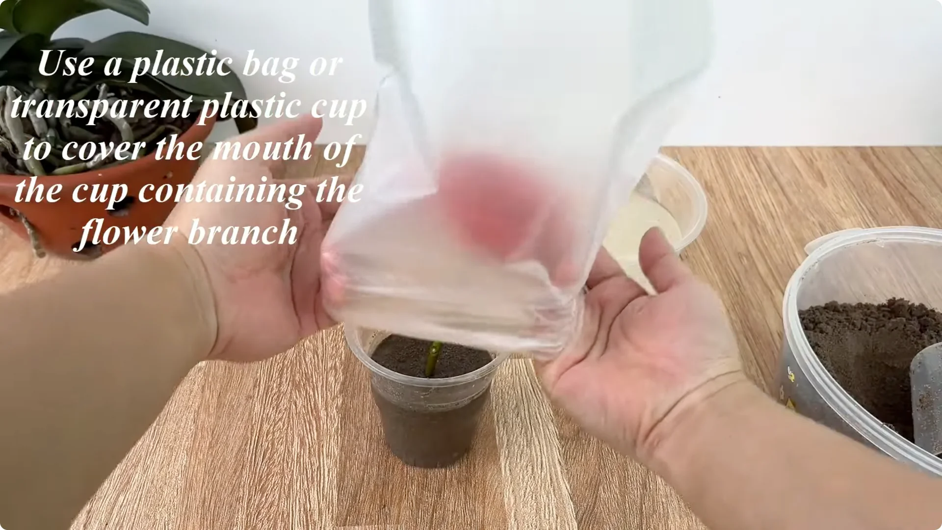 How Just Eggs Transform Rose Plants with Roots and Blooms screenshot 6