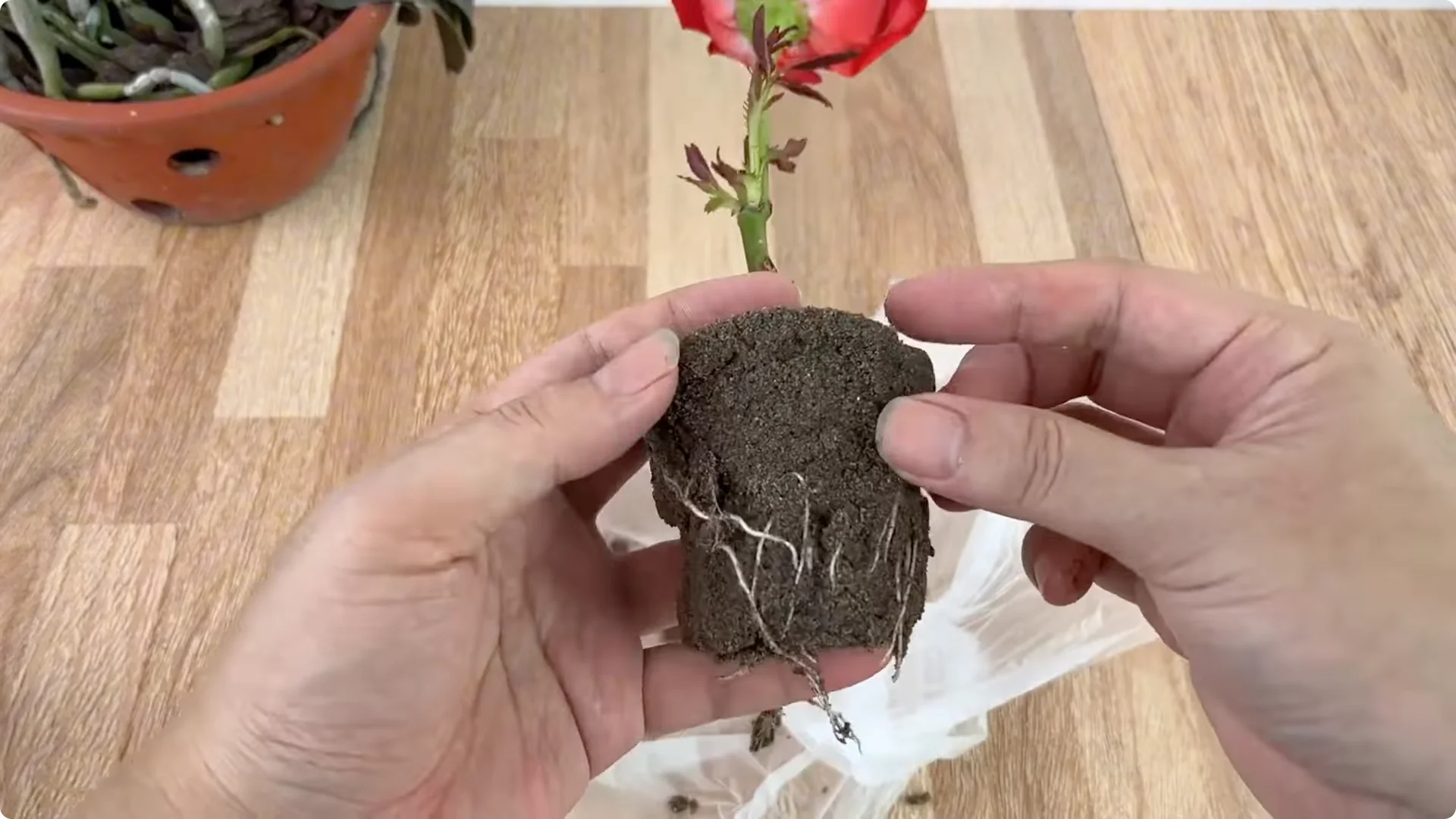 How Just Eggs Transform Rose Plants with Roots and Blooms screenshot 7