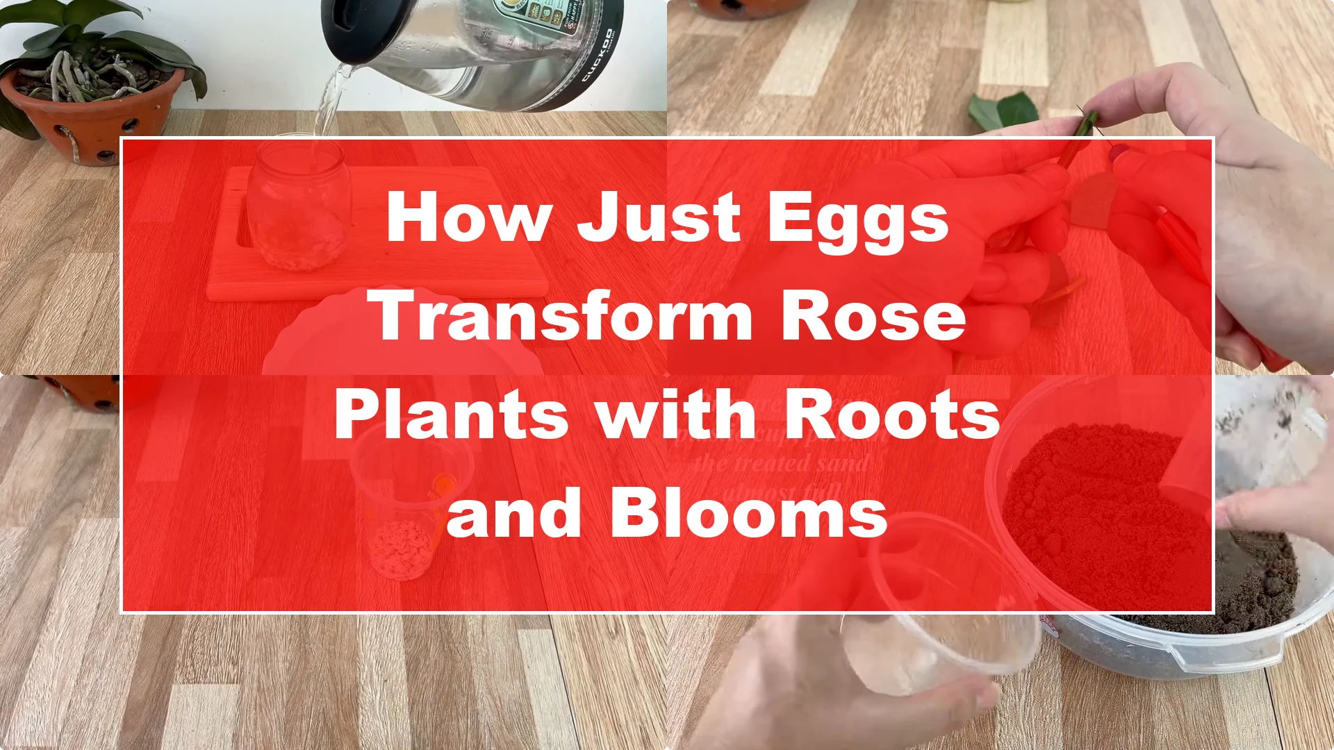 How Just Eggs Transform Rose Plants with Roots and Blooms - Featured Image